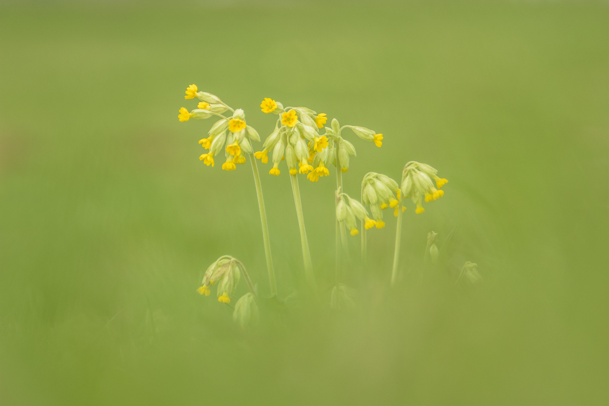 Sigma 135-400mm F4.5-5.6 APO Aspherical sample photo. Common cowslip photography
