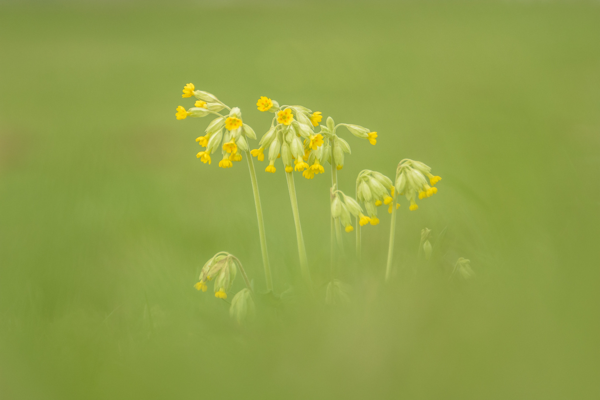 Nikon D7200 sample photo. Common cowslip photography