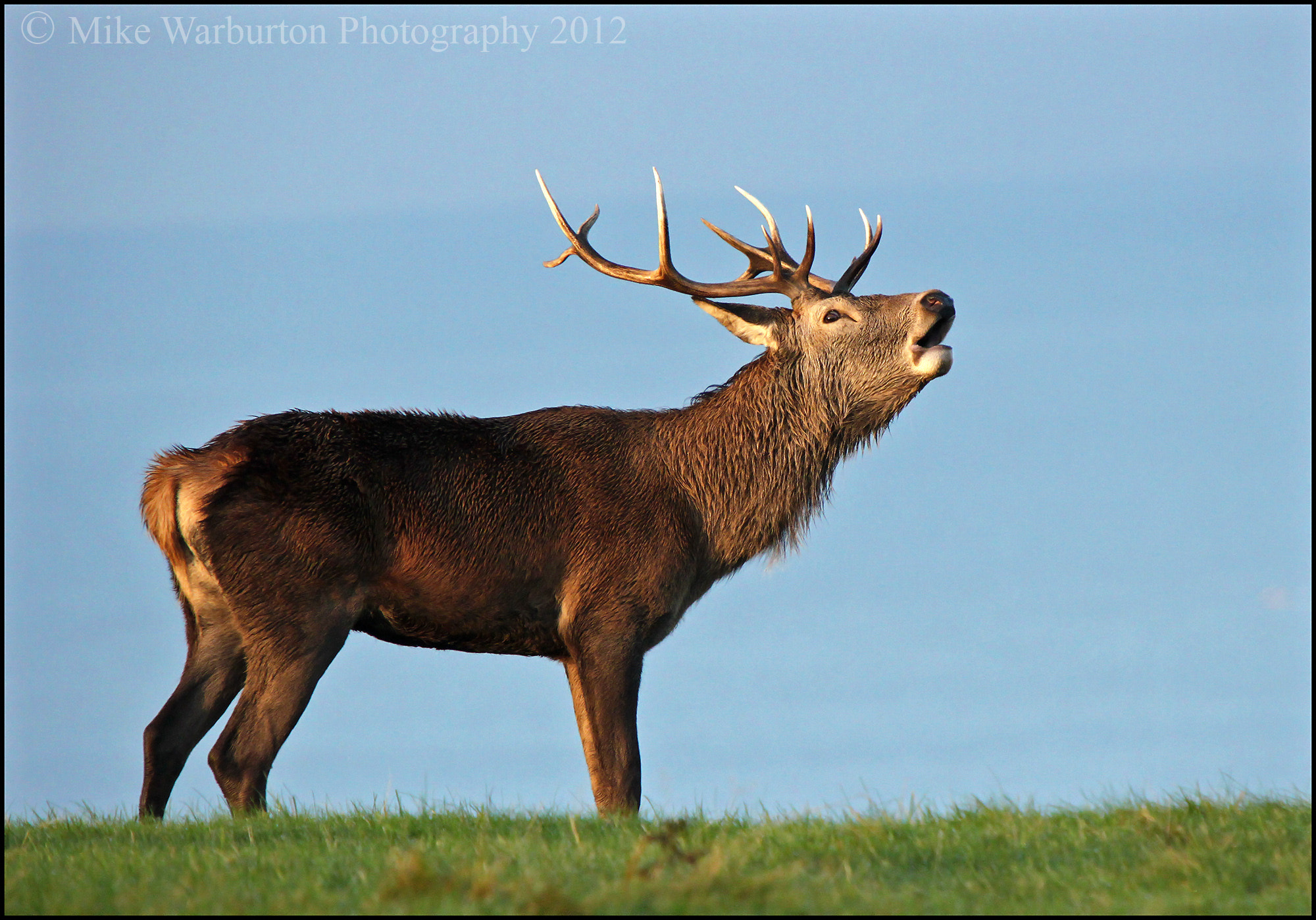 Sigma 50-500mm f/4-6.3 APO HSM EX sample photo. Red stag photography