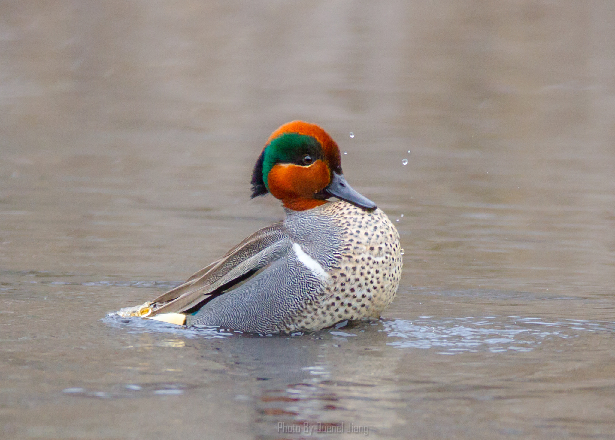 Canon EF 600mm f/4L IS sample photo. Green winged teal photography