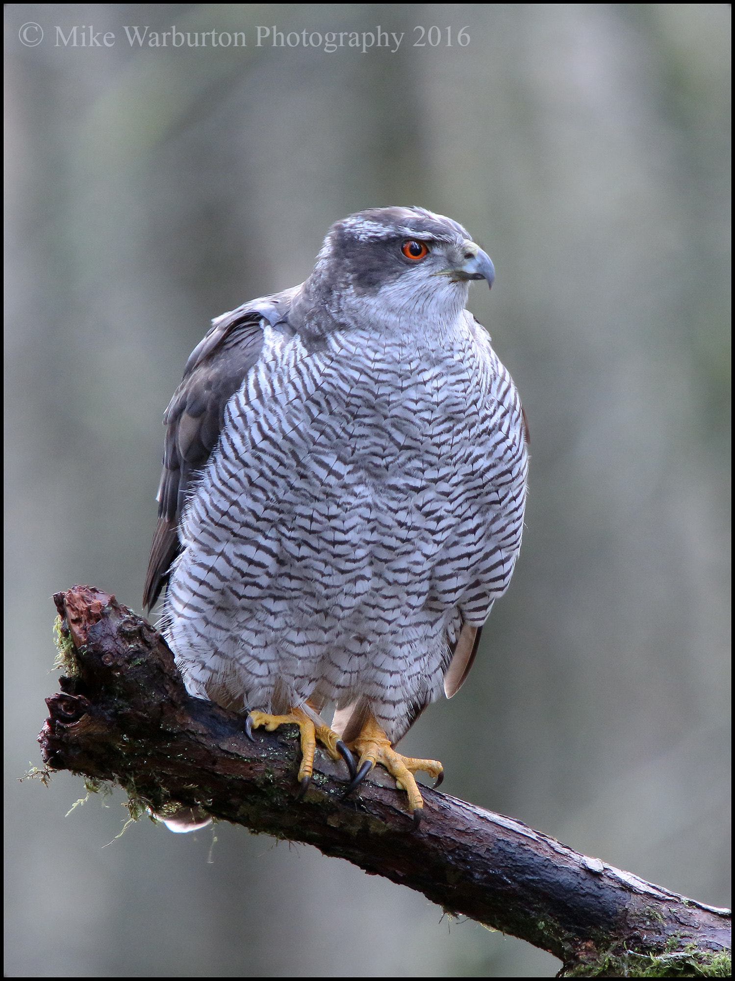 Sigma 50-500mm f/4-6.3 APO HSM EX sample photo. Northern goshawk photography