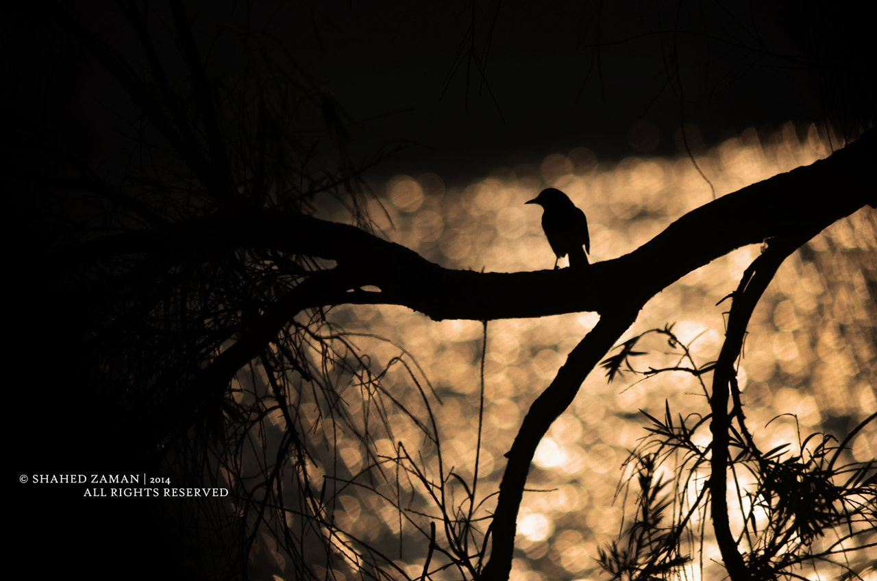 Nikon AF-S Nikkor 70-200mm F4G ED VR sample photo. During an ordinary sunset photography