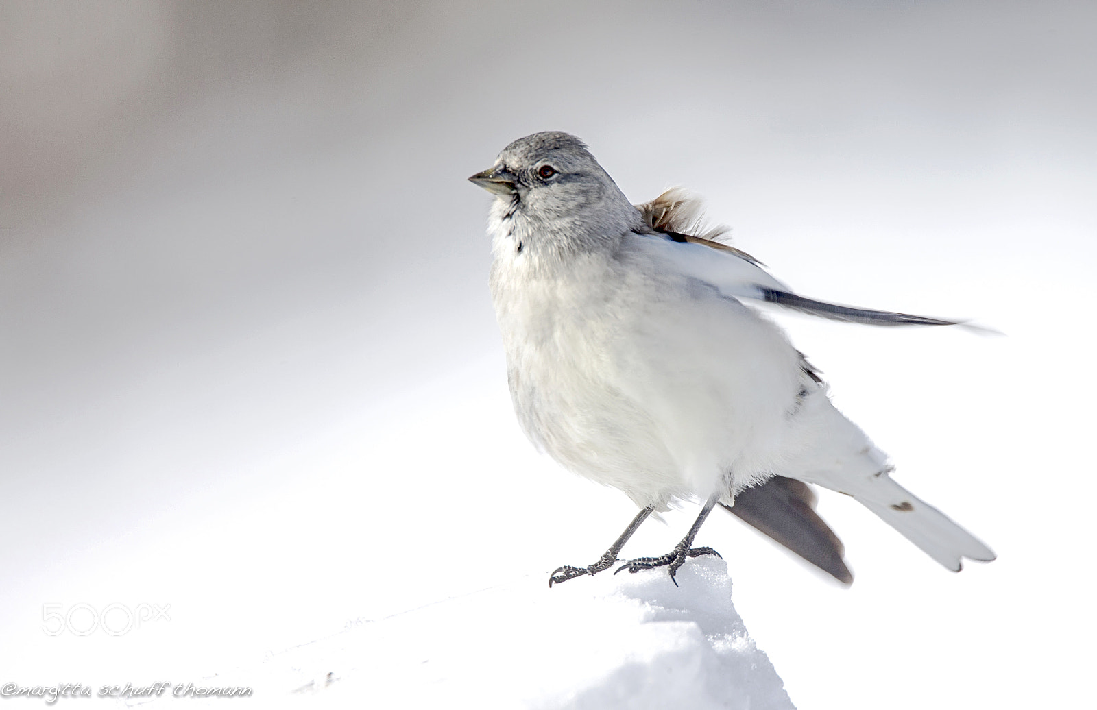 Canon EOS-1D X + Tamron SP 150-600mm F5-6.3 Di VC USD sample photo. White winged snowfinch.. photography