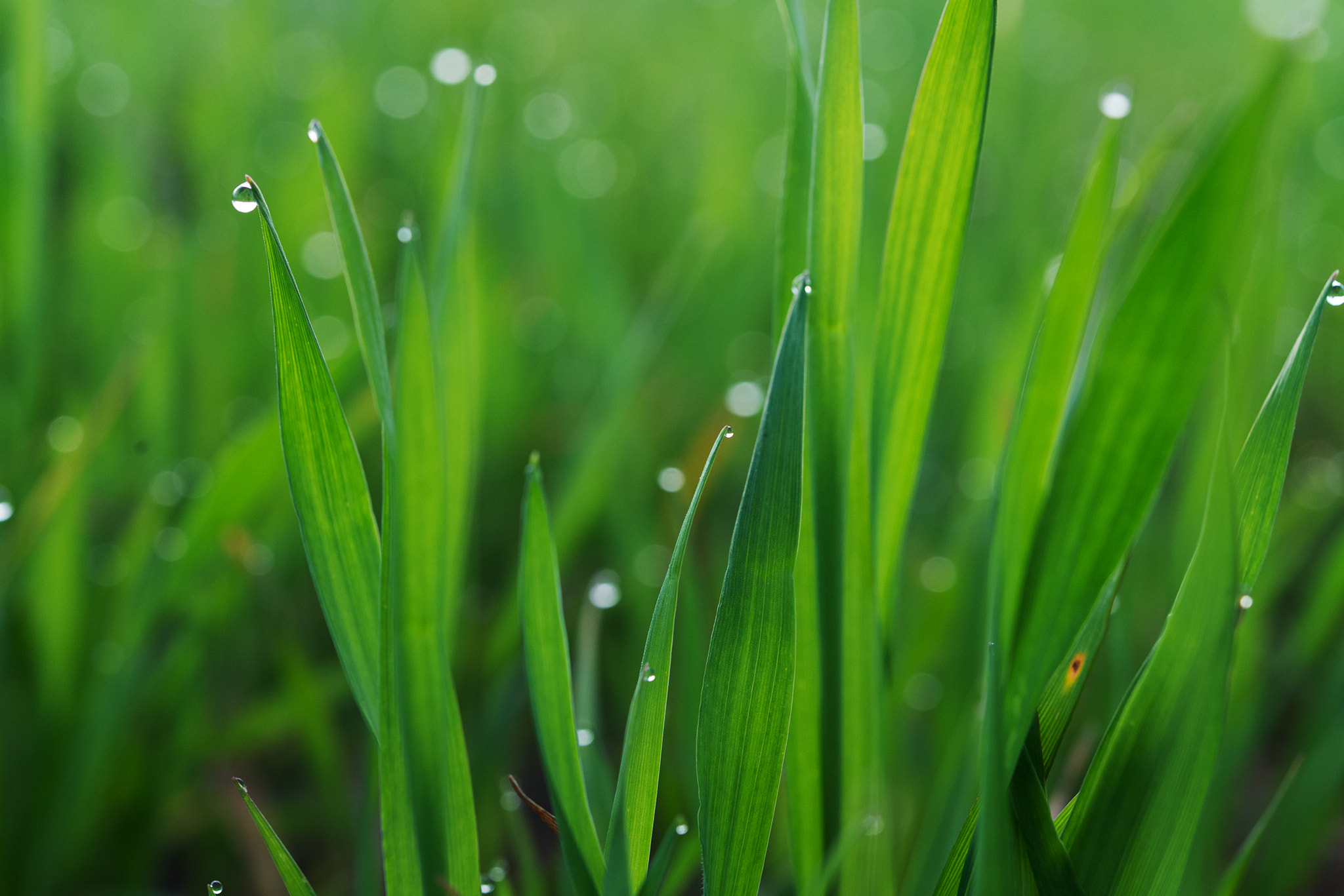 Nikon AF-S Micro-Nikkor 60mm F2.8G ED sample photo. The morning dew photography