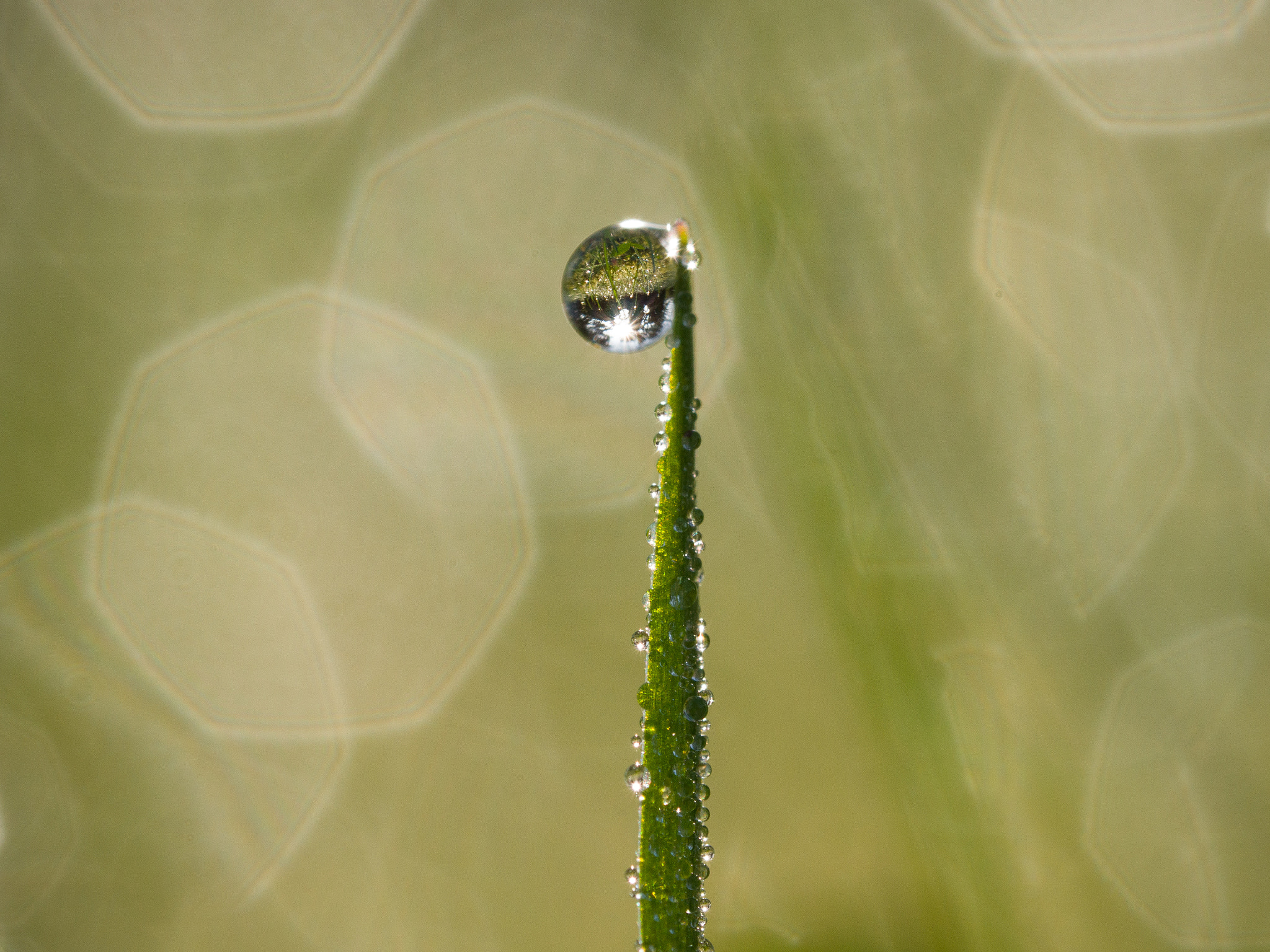 Olympus M.Zuiko Digital ED 60mm F2.8 Macro sample photo. Waterdop on blade of grass  photography
