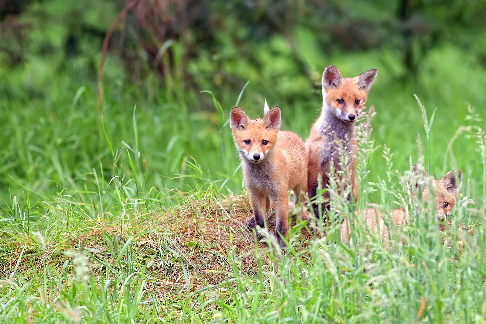 Canon EOS 5D Mark II + Canon EF 400mm F5.6L USM sample photo. Foxes in the forest photography