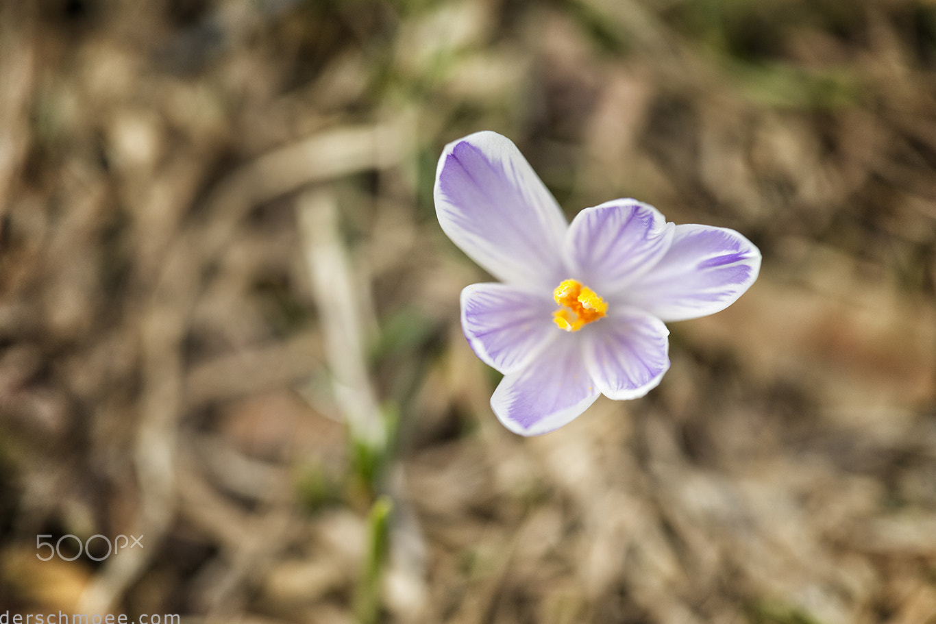 Canon EF 100mm F2.8 Macro USM sample photo. Fröhlichefrühlingsblumen photography
