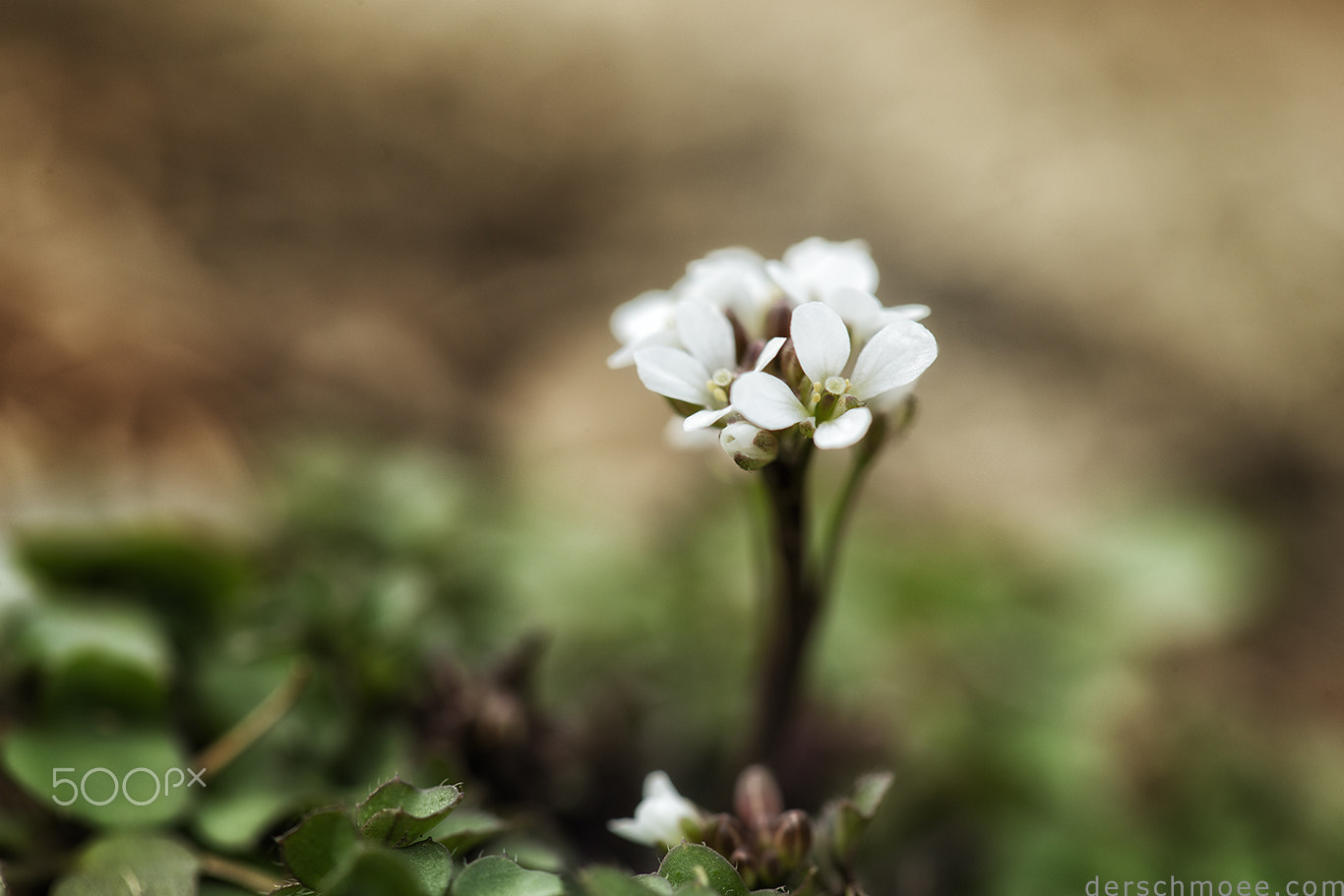 Canon EF 100mm F2.8 Macro USM sample photo. Fröhlichefrühlingsblumen photography