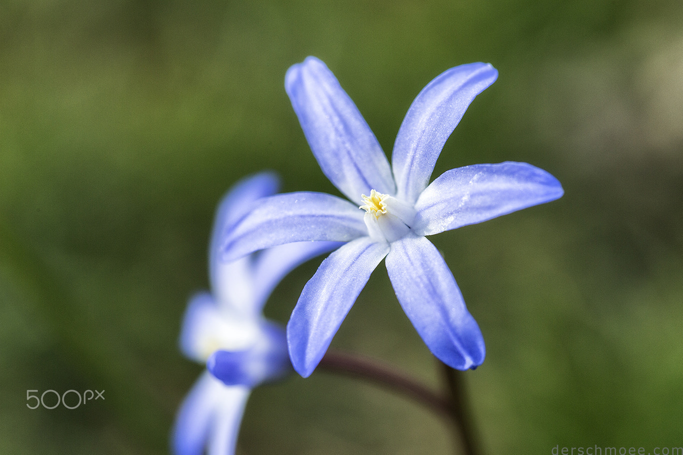 Canon EF 100mm F2.8 Macro USM sample photo. Fröhlichefrühlingsblumen photography