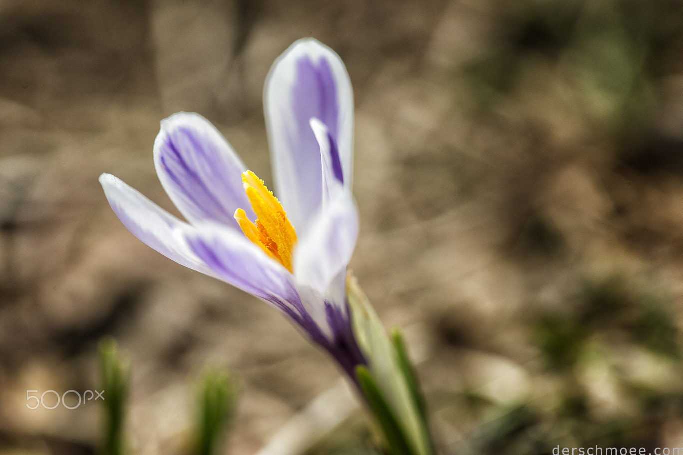 Canon EF 100mm F2.8 Macro USM sample photo. Fröhlichefrühlingsblumen photography