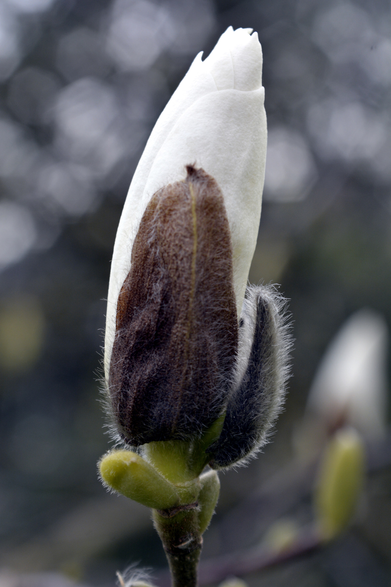 AF Zoom-Nikkor 35-135mm f/3.5-4.5 sample photo. Buds of spring photography