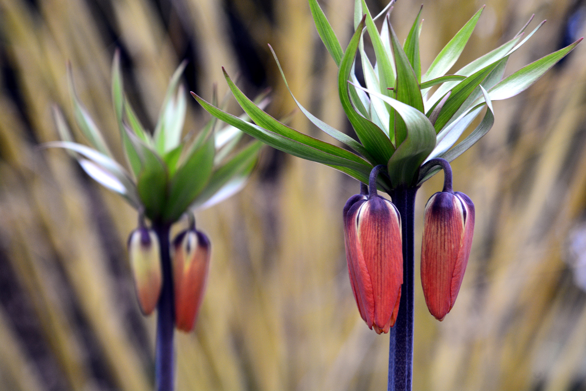 AF Zoom-Nikkor 35-135mm f/3.5-4.5 sample photo. Buds of spring photography