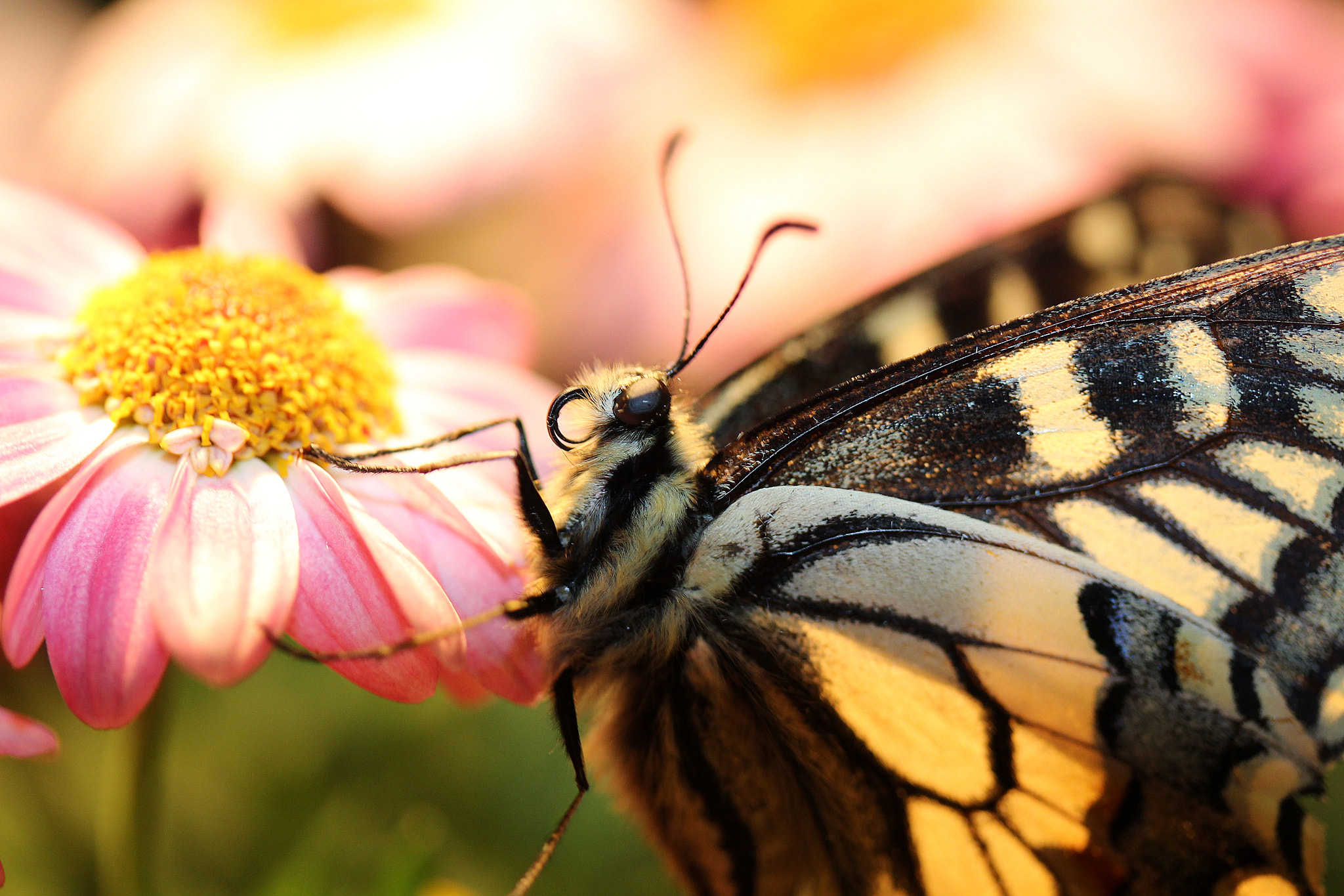 Canon EF-S 60mm F2.8 Macro USM sample photo. A beautiful pose photography