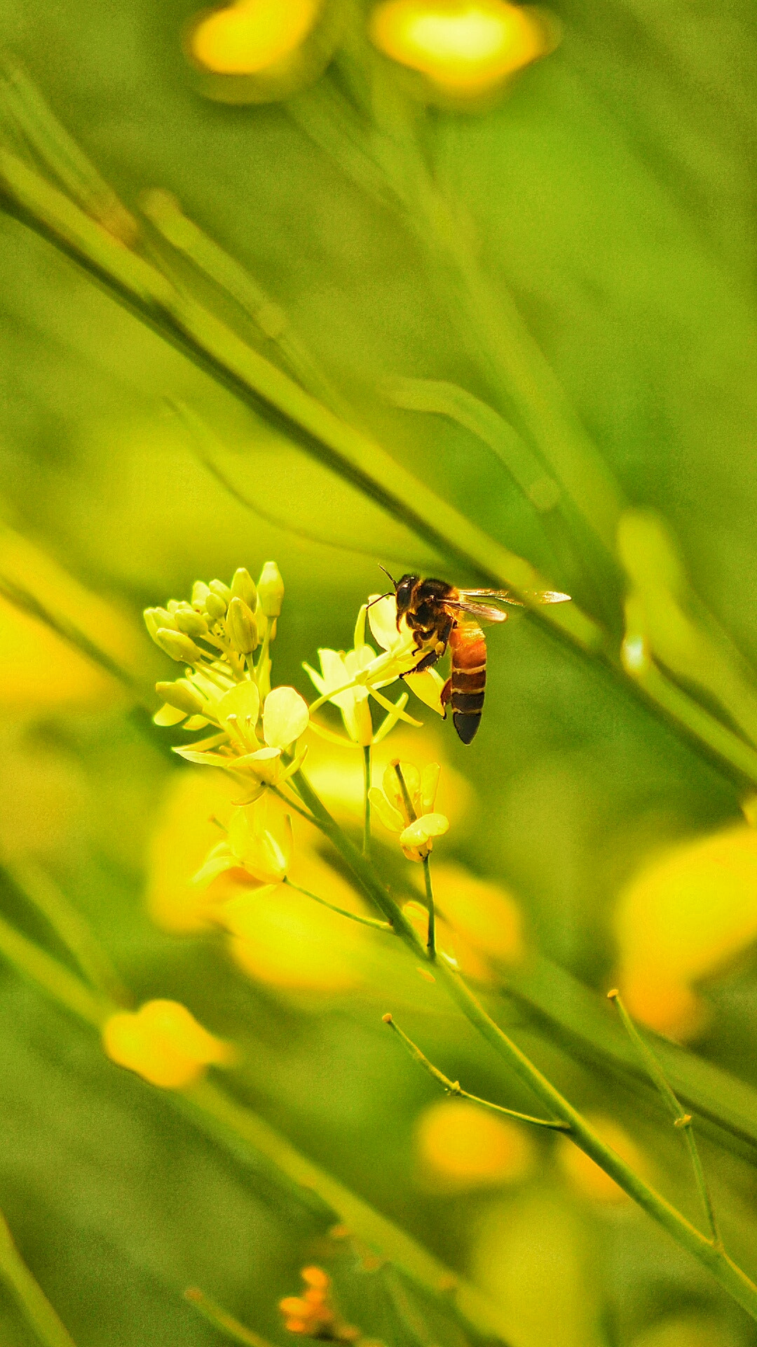 Canon EF 75-300mm f/4-5.6 USM sample photo. Honey bee photography