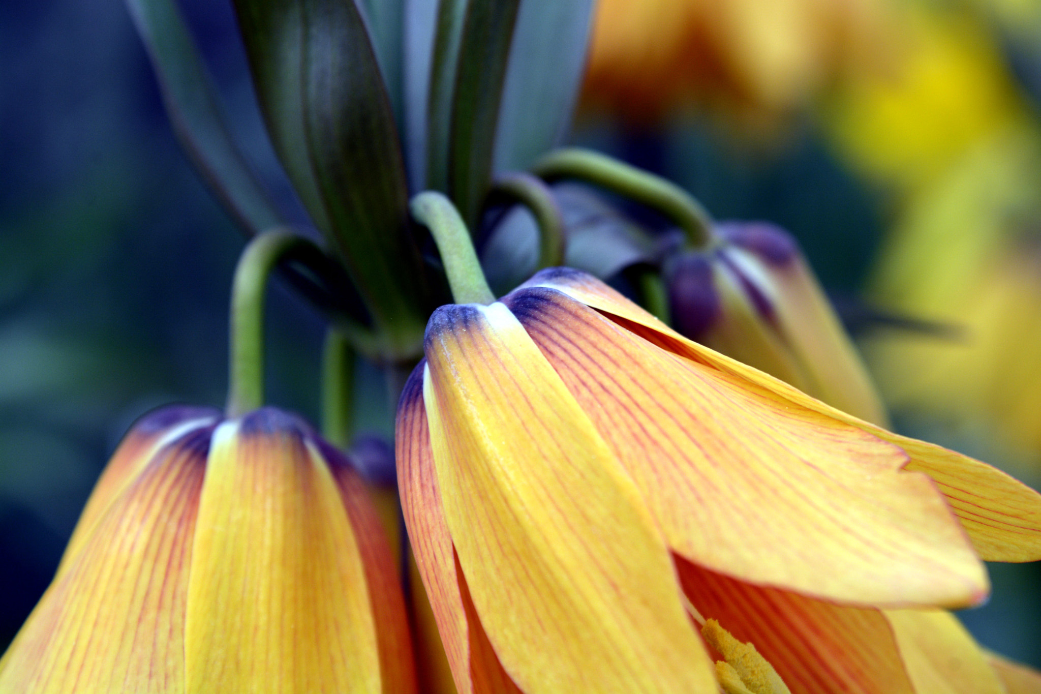 AF Zoom-Nikkor 35-135mm f/3.5-4.5 sample photo. Buds of spring photography