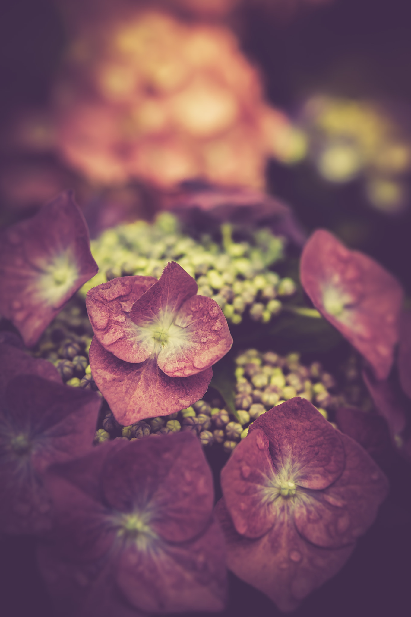 Nikon AF-S Micro-Nikkor 60mm F2.8G ED sample photo. Hydrangea photography