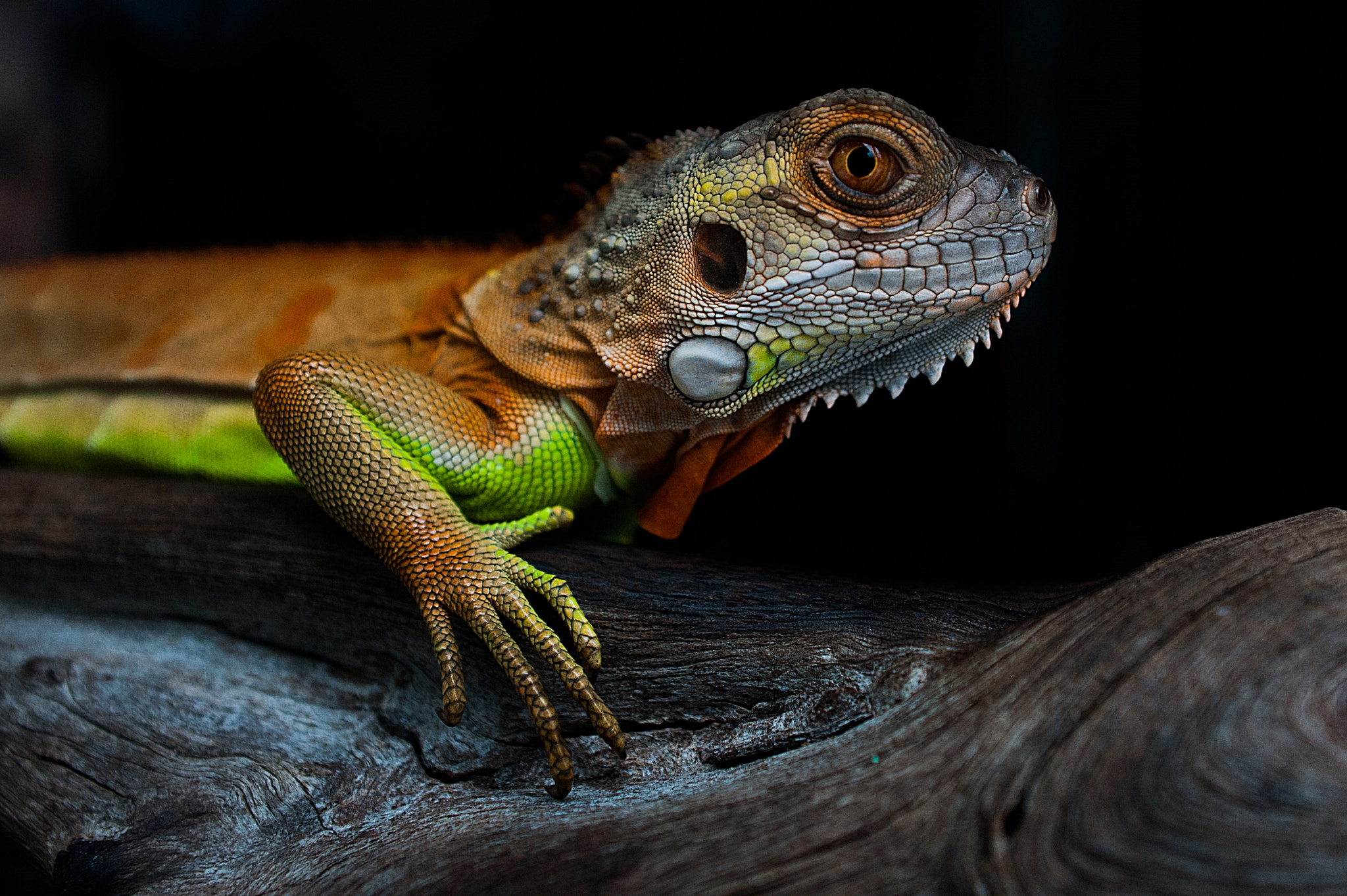 AF Zoom-Nikkor 28-85mm f/3.5-4.5 sample photo. Chameleon photography