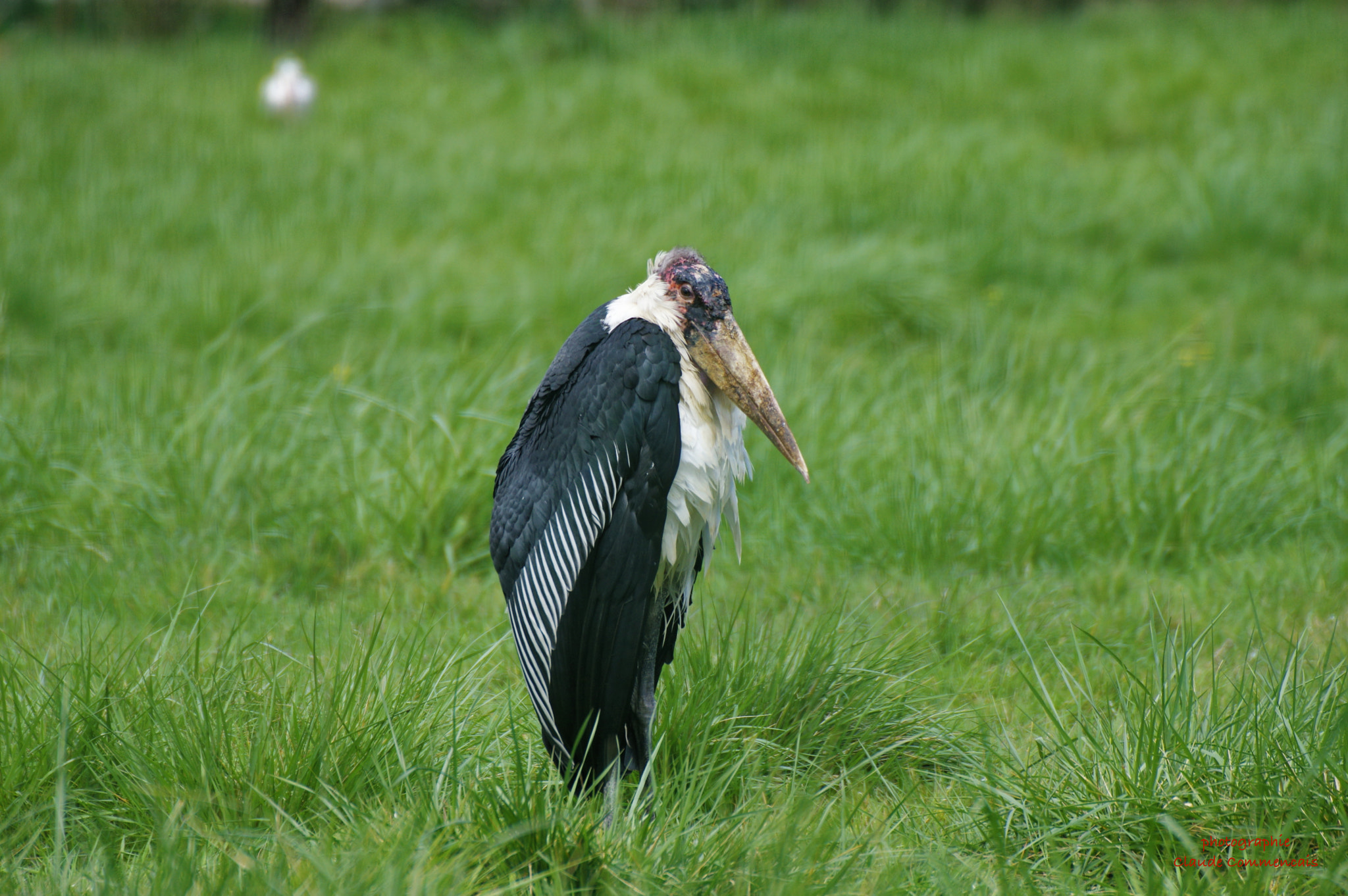 Sigma 50-500mm F4.5-6.3 DG OS HSM sample photo. Marabout photography