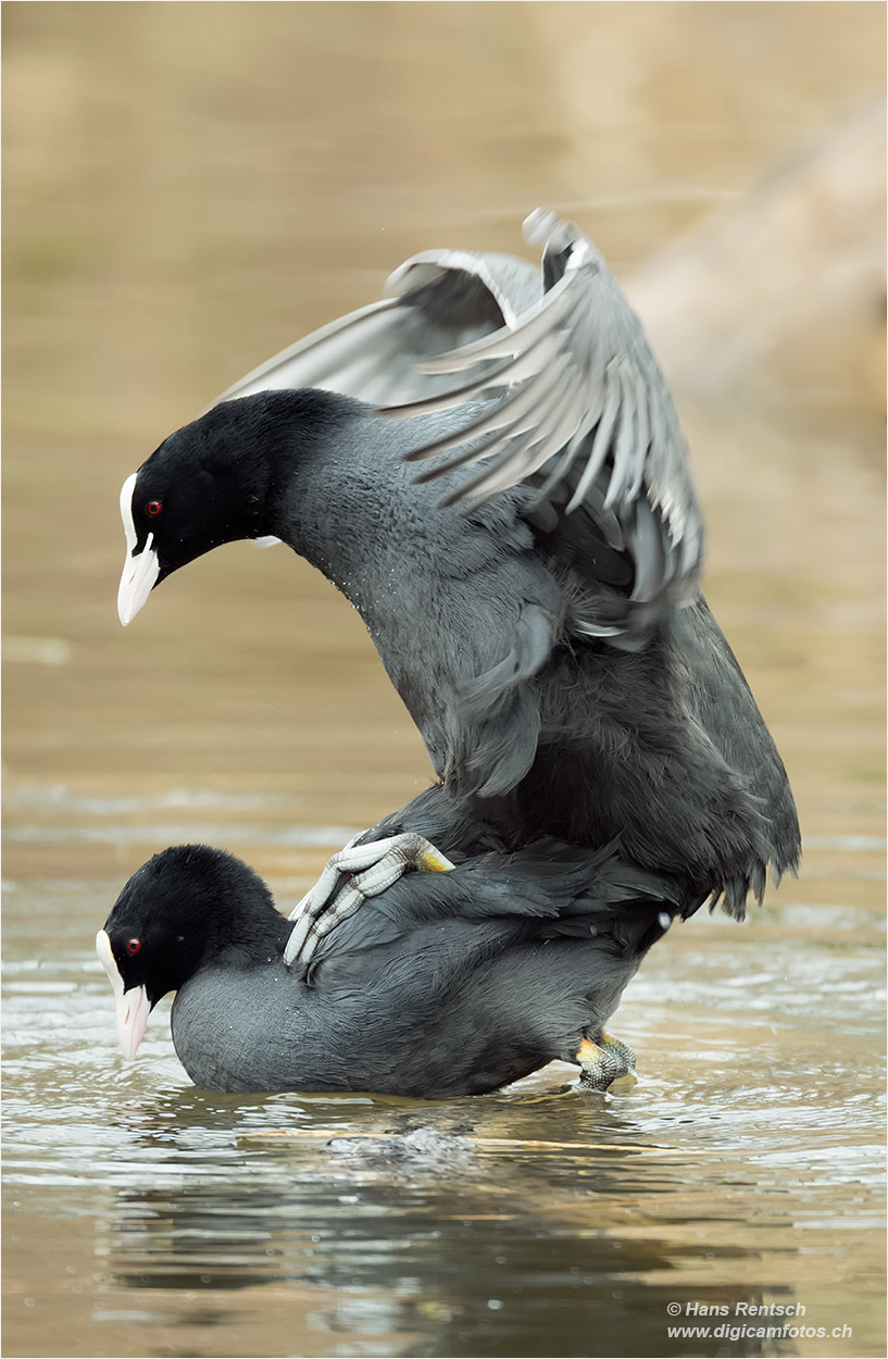 Nikon D5 sample photo. Fluida atra / eurasian coot photography