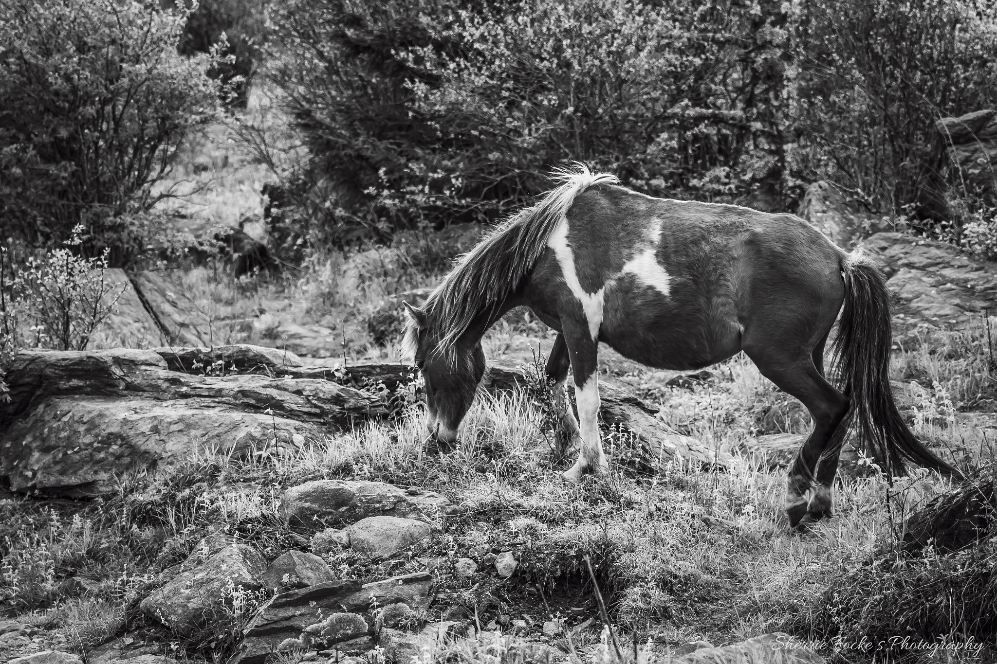 Canon EF 24-70mm F2.8L II USM sample photo. Pony feeding hillside photography
