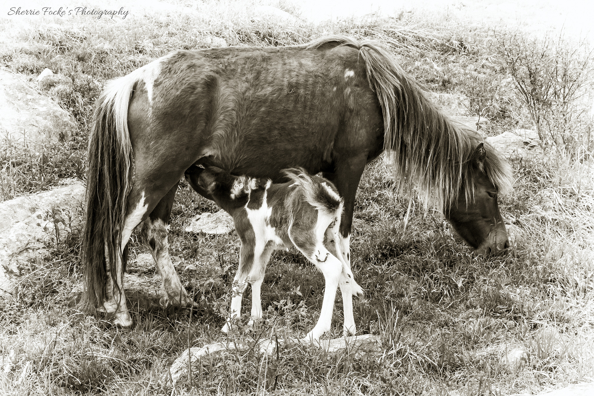 Canon EF 24-70mm F2.8L II USM sample photo. Baby pony feeding ghsp photography