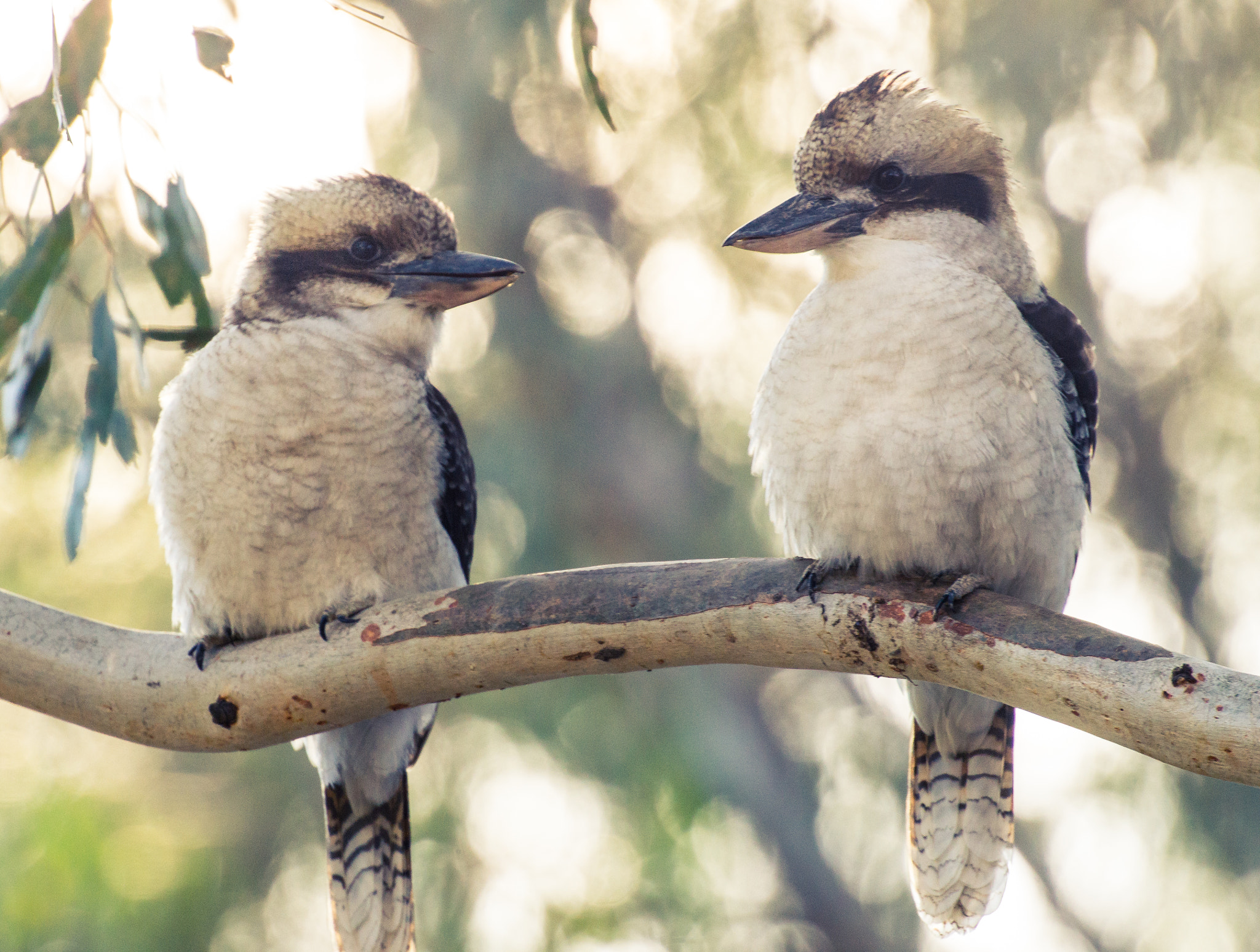 Sony SLT-A37 + Sigma 150-500mm F5-6.3 DG OS HSM sample photo. Kookaburras catching up with each other photography
