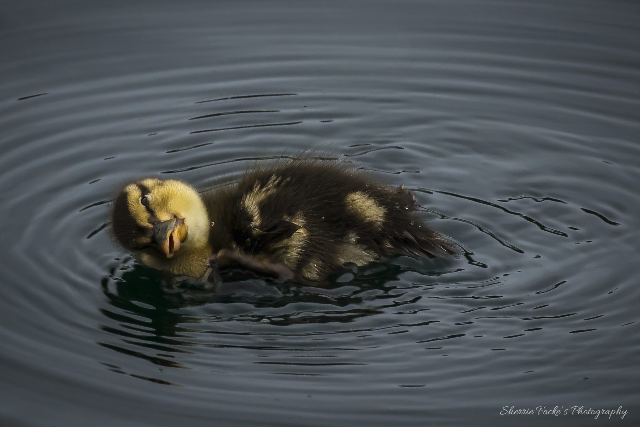 Canon EOS 600D (Rebel EOS T3i / EOS Kiss X5) + Canon EF 70-300mm F4-5.6L IS USM sample photo. Mallard duckling rolling photography