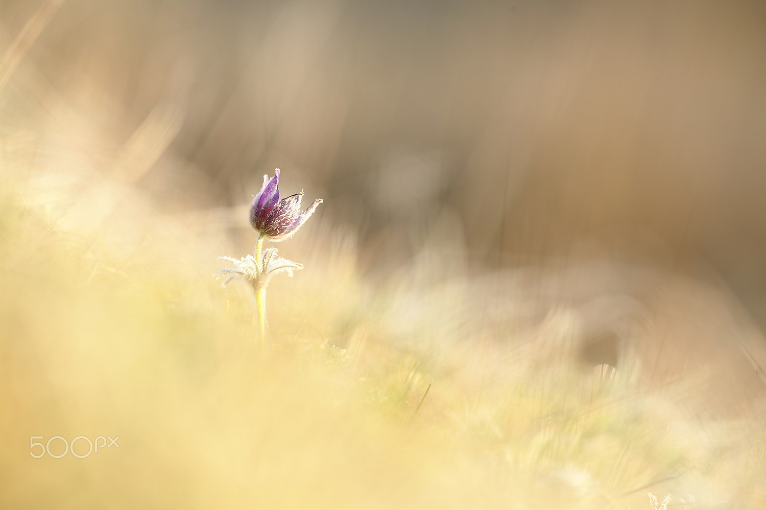 Canon EOS-1D X + Canon EF 300mm F4L IS USM sample photo. Pulsatilla photography
