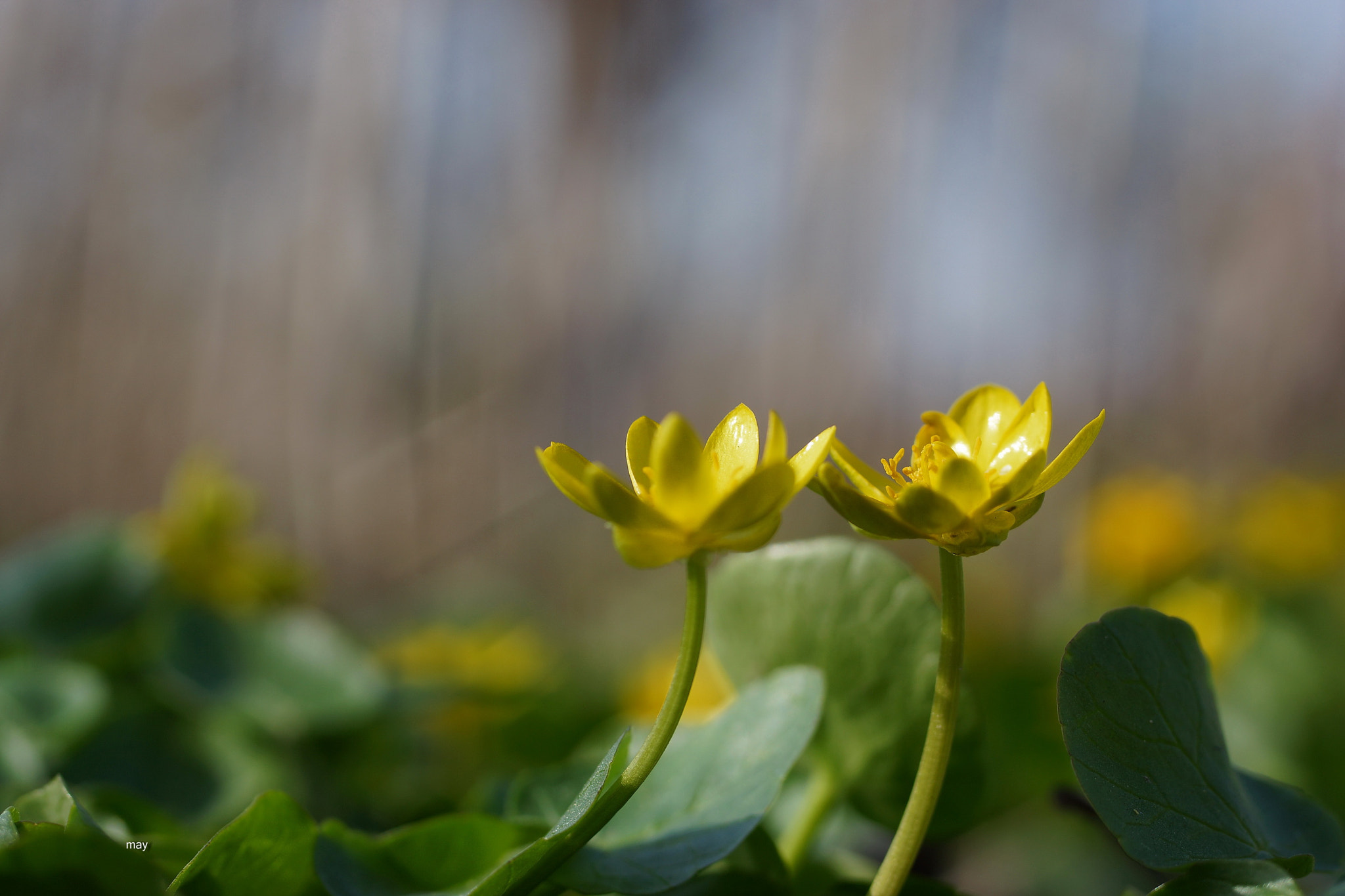 Sony SLT-A65 (SLT-A65V) + Minolta AF 50mm F1.7 sample photo. как хорошо вдвоем..))) photography