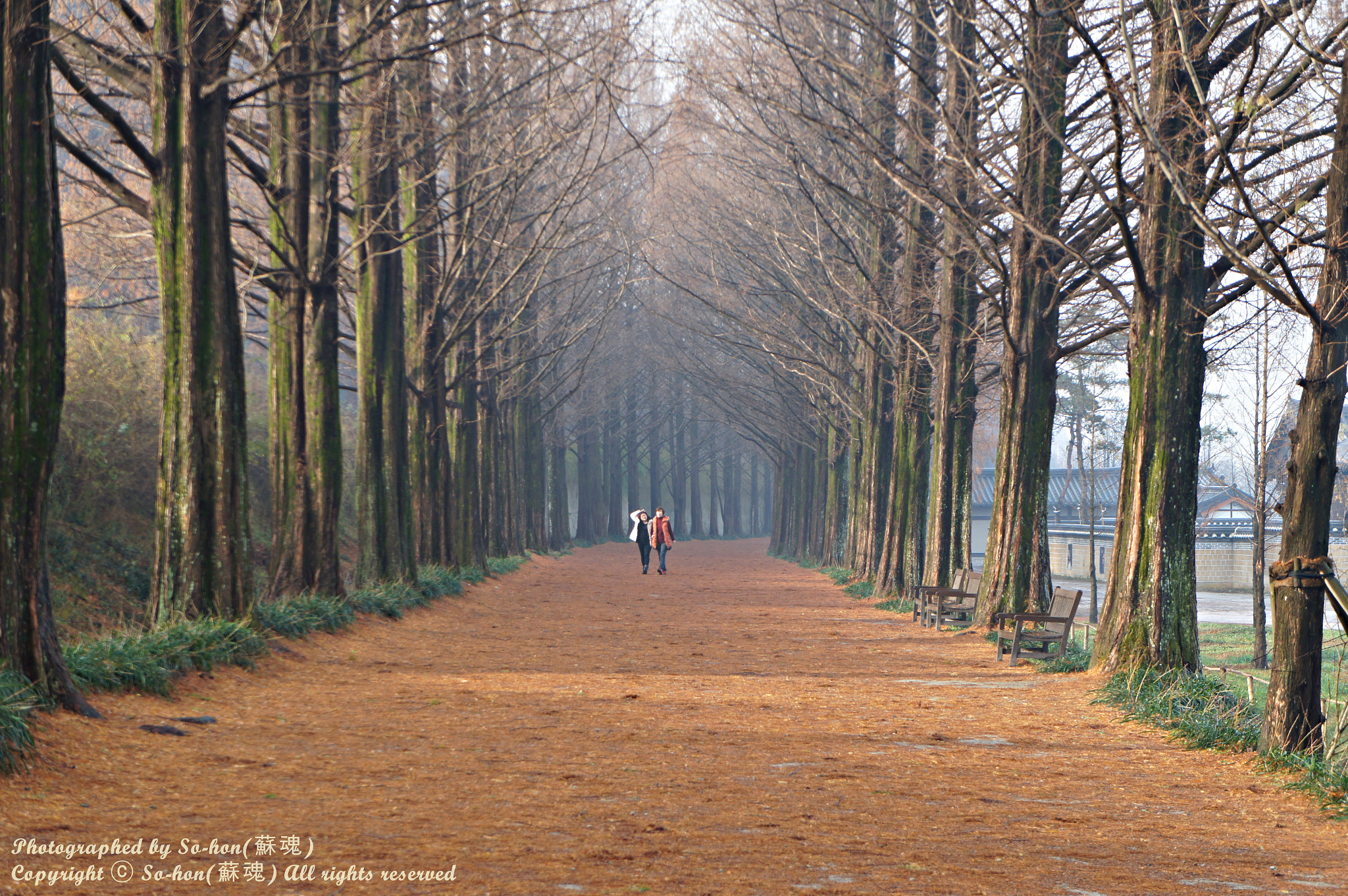 Sony Alpha NEX-C3 sample photo. Metasequoia photography