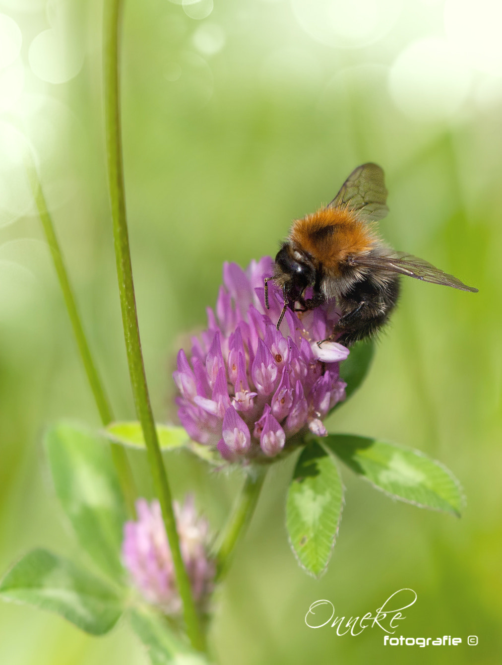 Canon EOS 30D + Canon EF 100mm F2.8 Macro USM sample photo. Spring ...... photography