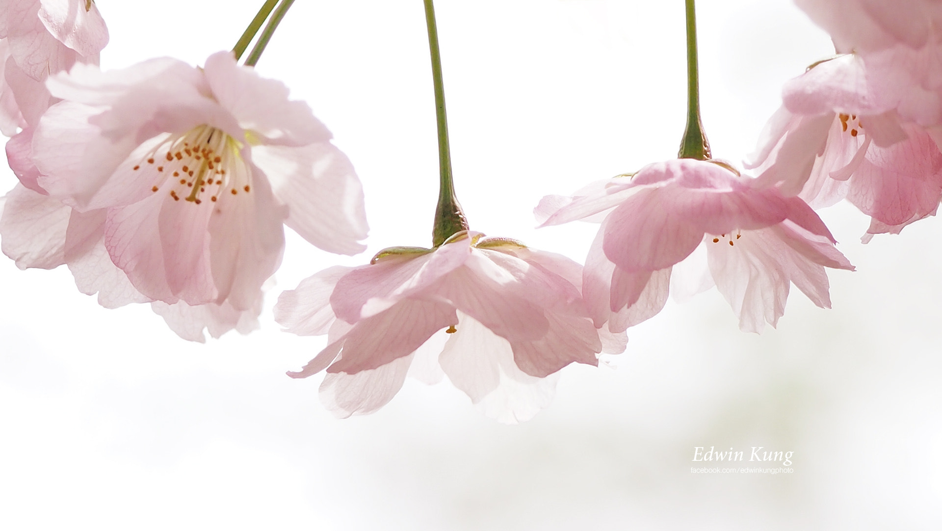 Olympus PEN E-PL3 sample photo. Sakura in kyoto photography