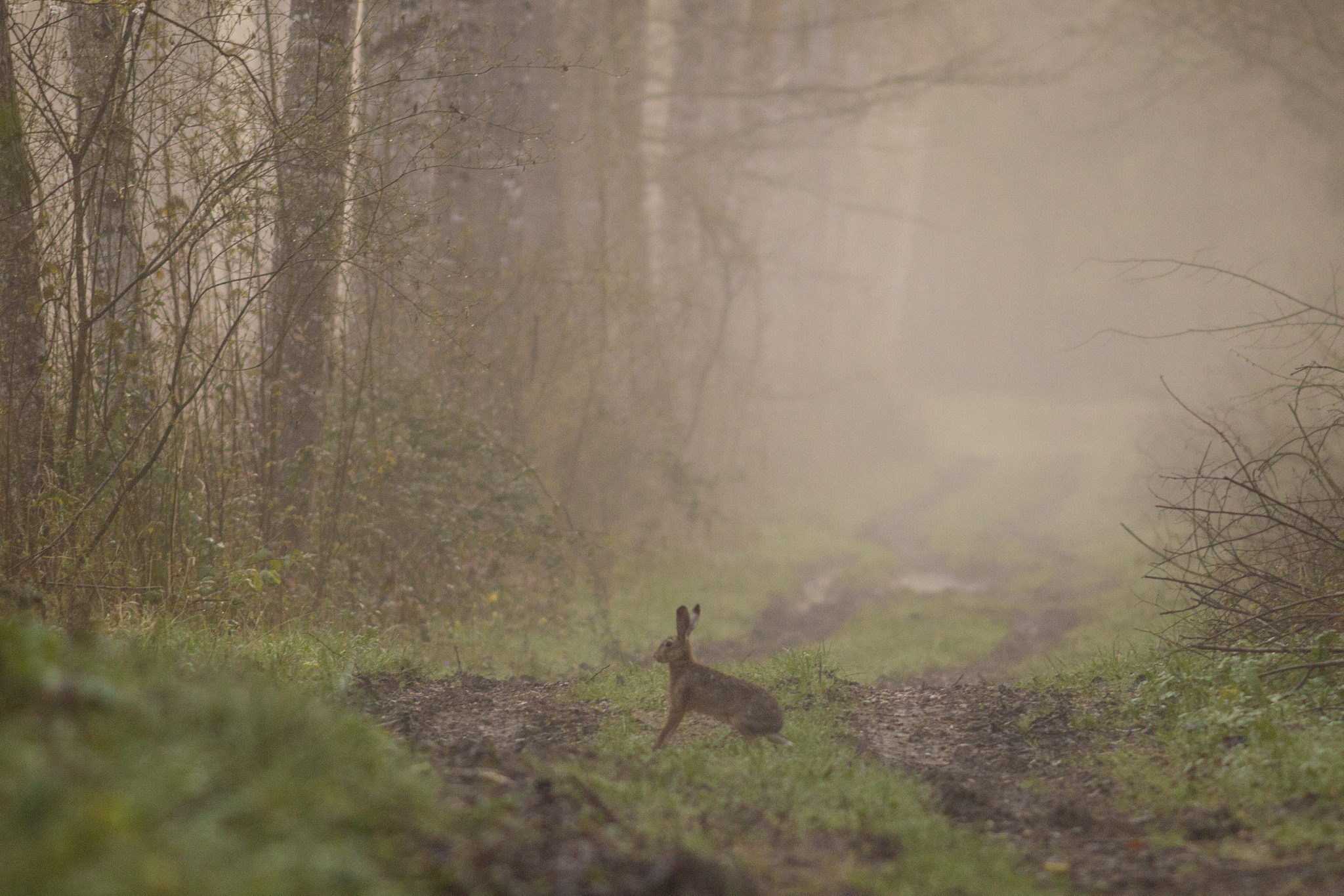 Canon EOS 60D + Canon EF 200mm F2.8L II USM sample photo. Wild rabbit photography