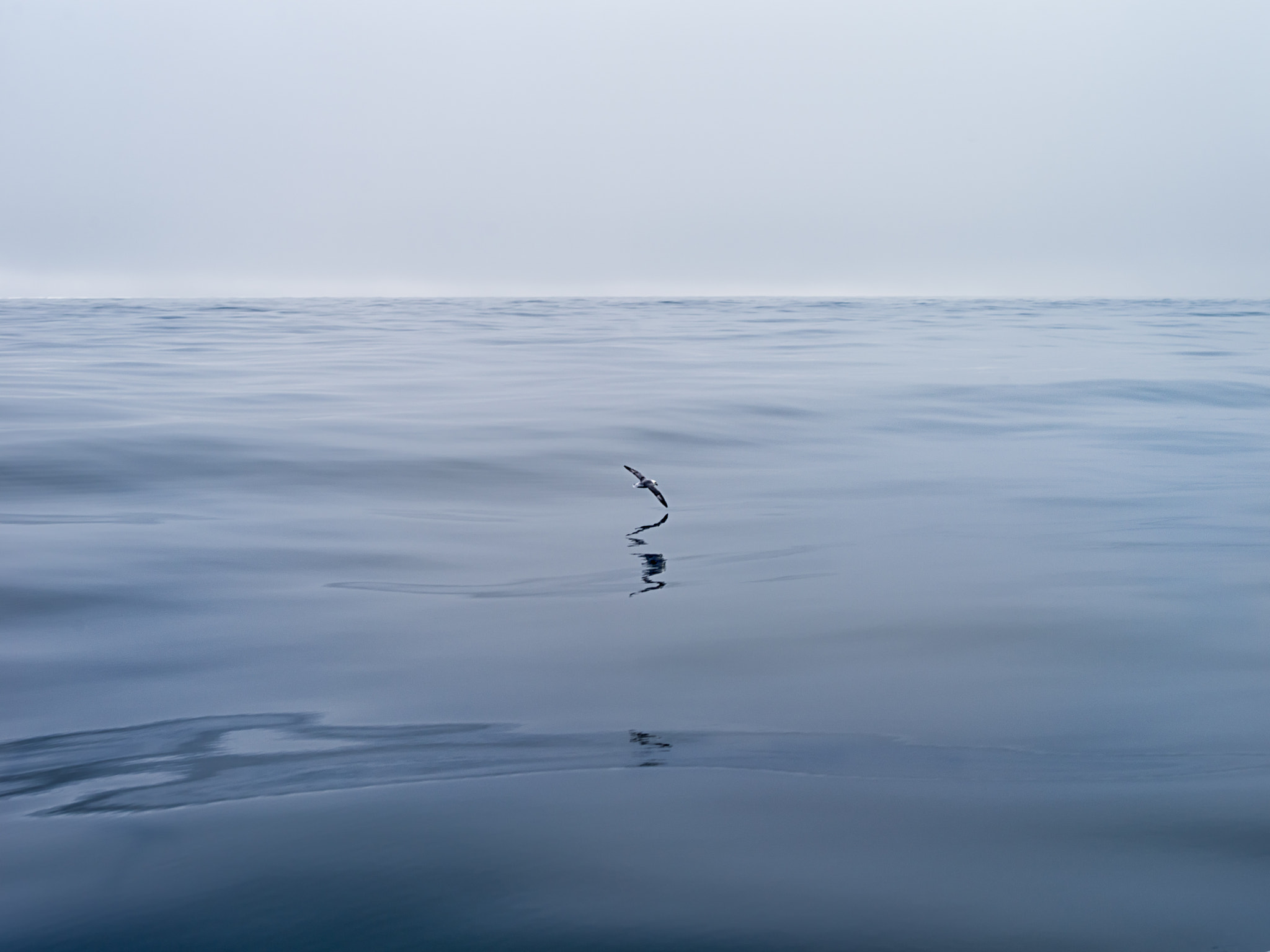 Pentax 645D + smc PENTAX-FA 645 45-85mm F4.5 sample photo. 1 bird photography