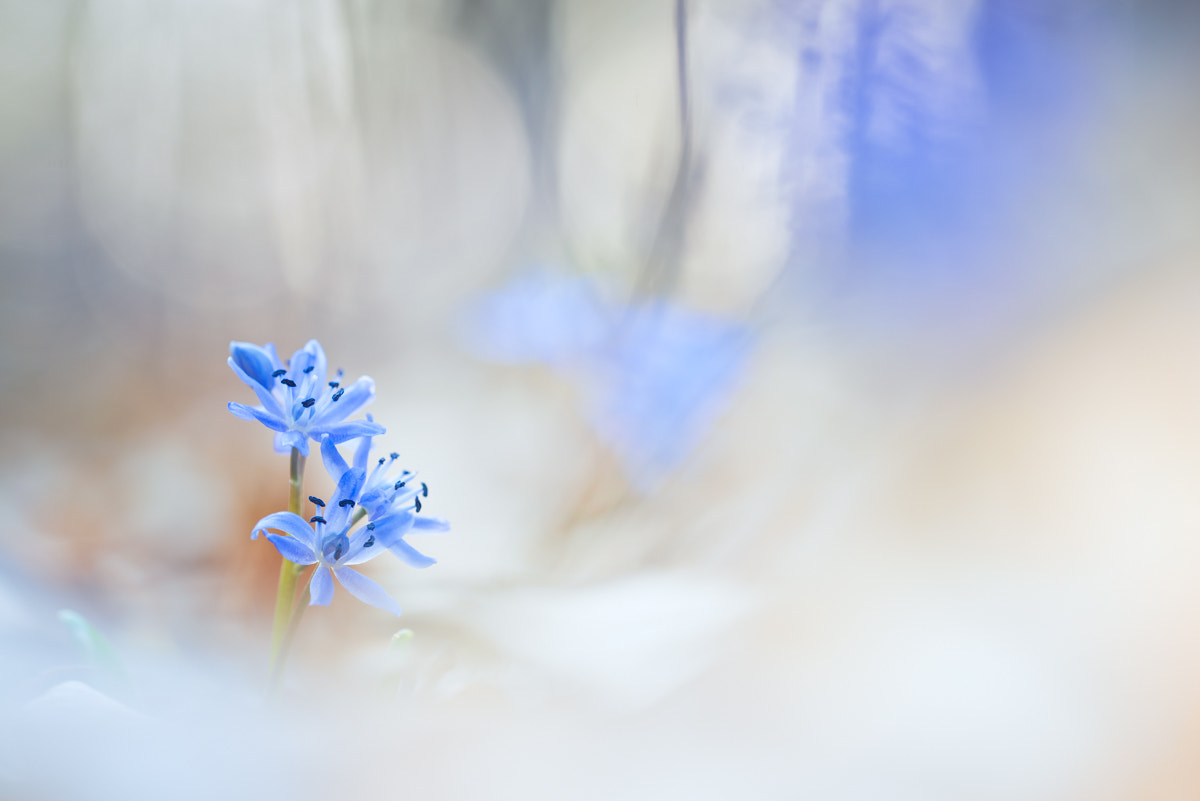Nikon D800E + Sigma 150mm F2.8 EX DG OS Macro HSM sample photo. Two-leaf squill photography