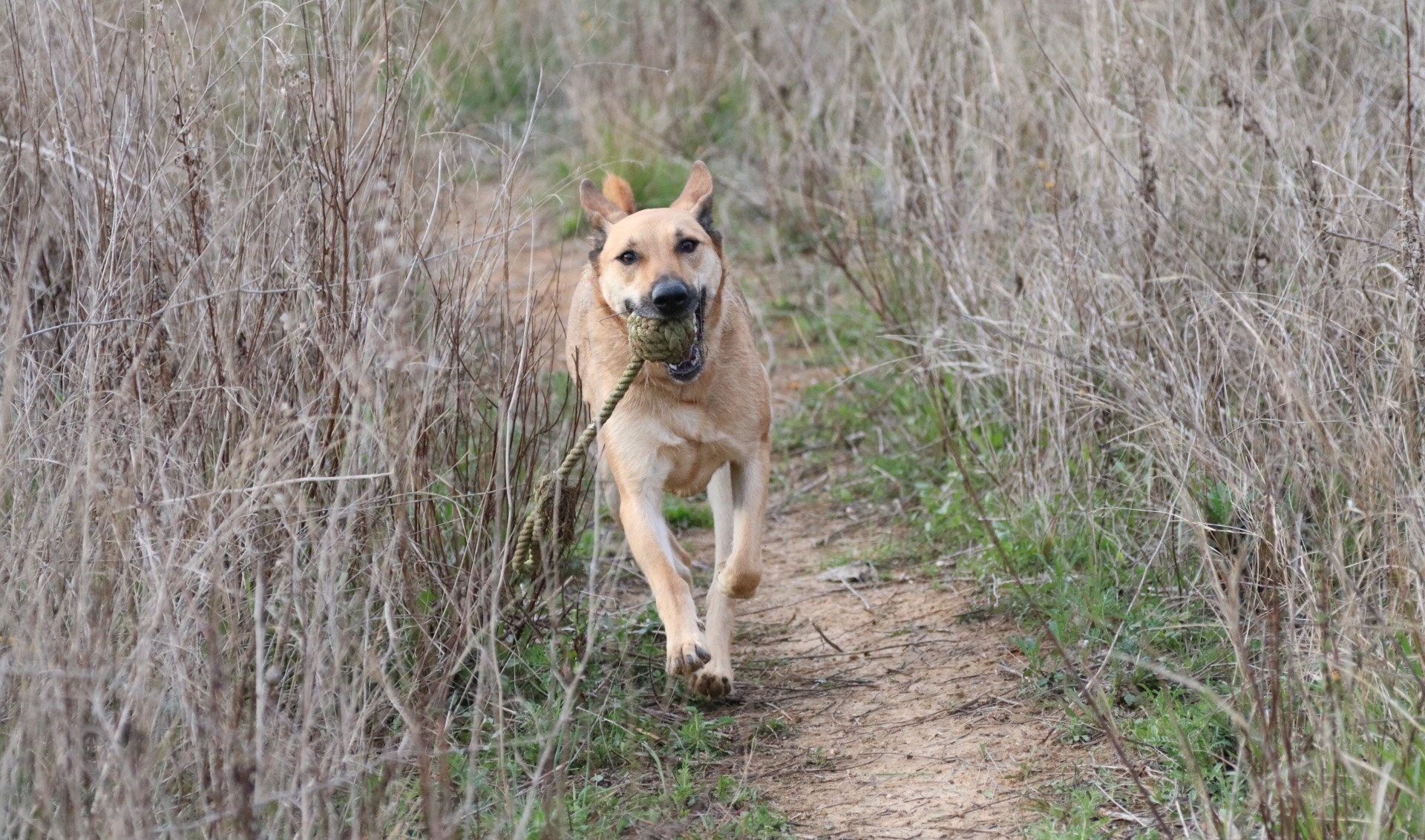 Canon EOS 760D (EOS Rebel T6s / EOS 8000D) + Canon EF 24-105mm F4L IS USM sample photo. This photo have been taken this morning on the park while my dog was playing with the ball. photography