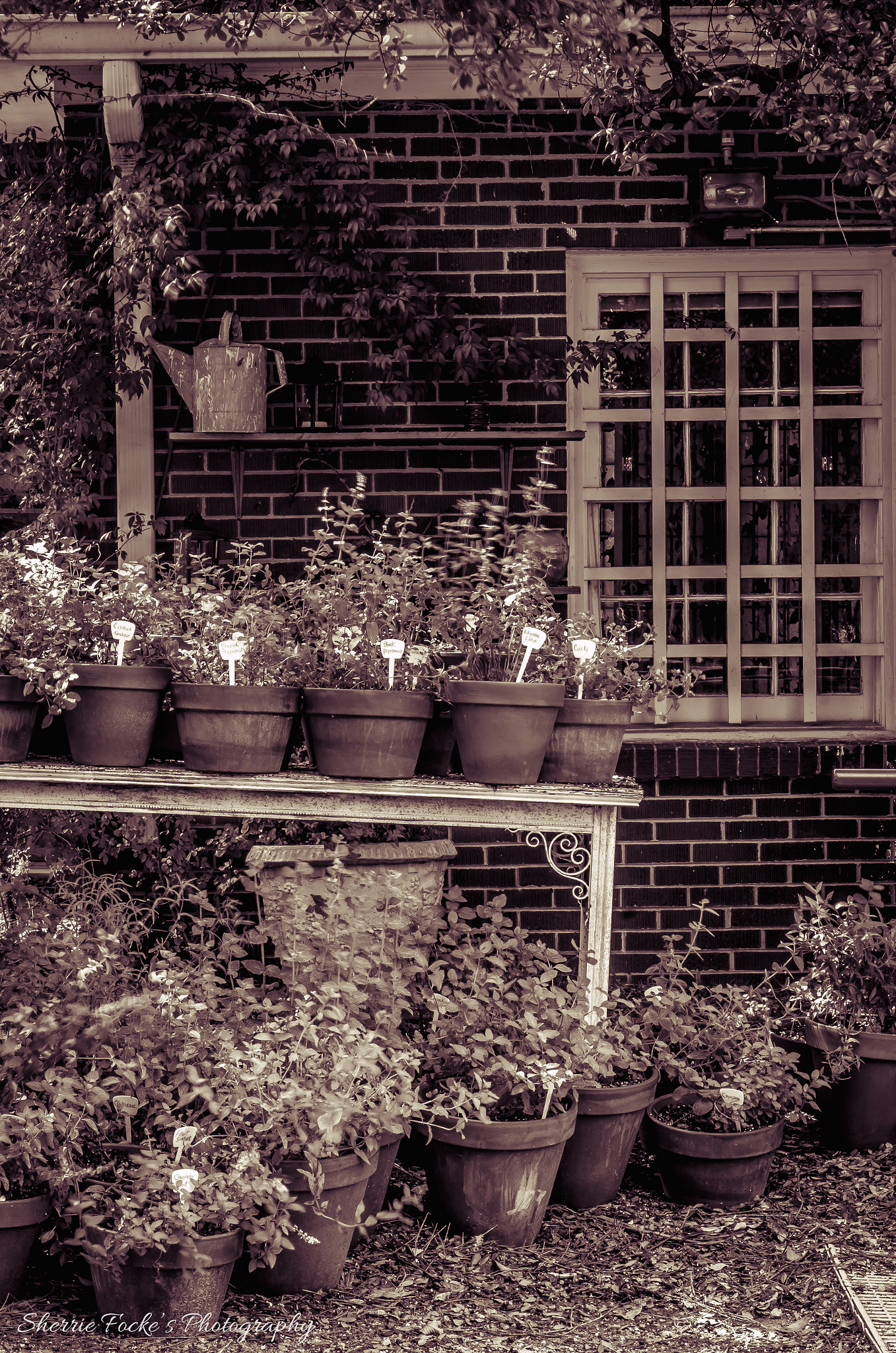 Canon EF 24-70mm F2.8L II USM sample photo. Mcgill rose garden office herbs photography