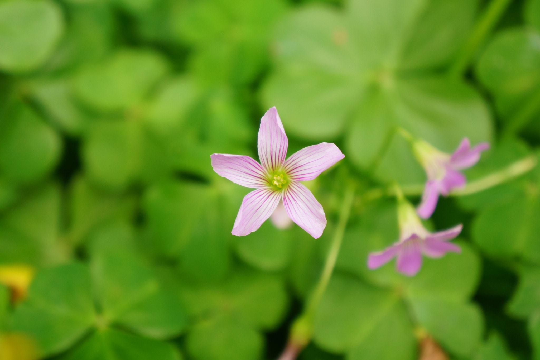 Sony E 18-55mm F3.5-5.6 OSS sample photo. One flower, one world. photography