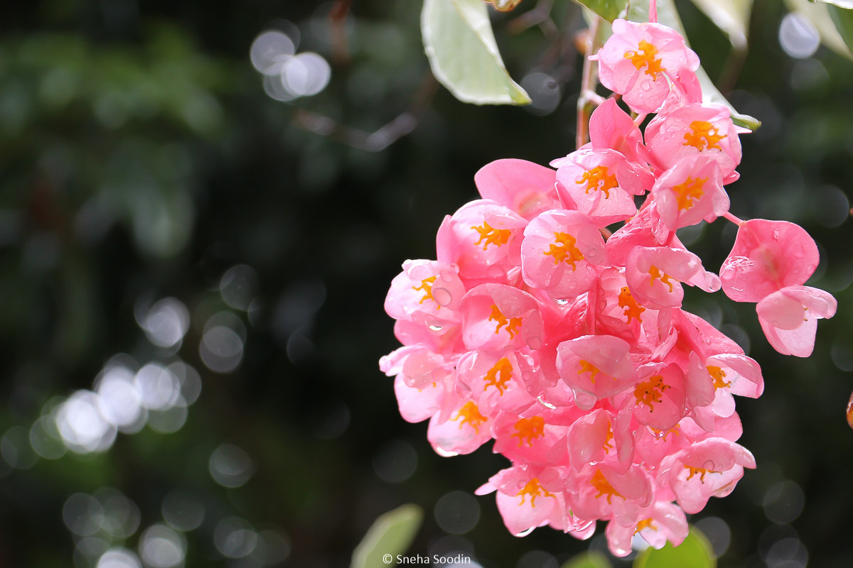 Canon TS-E 90mm F2.8 Tilt-Shift sample photo. Pink begonia photography