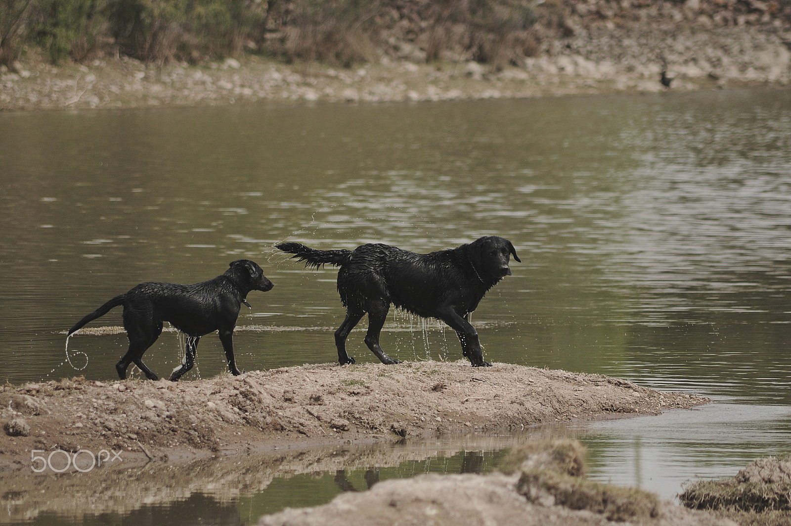 Nikon D300S + AF Zoom-Nikkor 70-300mm f/4-5.6D ED sample photo. Black dogs photography