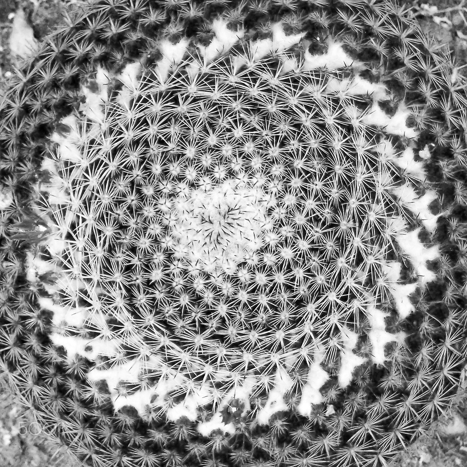 Nikon Coolpix S610c sample photo. Echinocactus grunsonii palermo photography