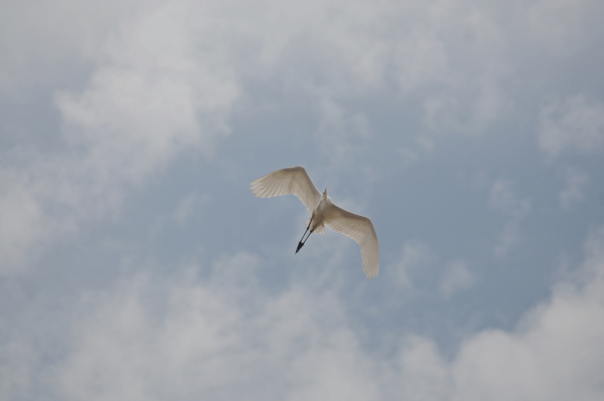 AF Zoom-Nikkor 70-300mm f/4-5.6D ED sample photo. Sct photography