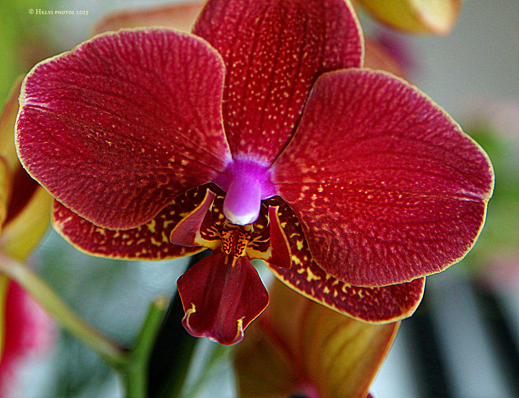 Sony Alpha DSLR-A850 + Sony 28-75mm F2.8 SAM sample photo. From flowers to sunset photography