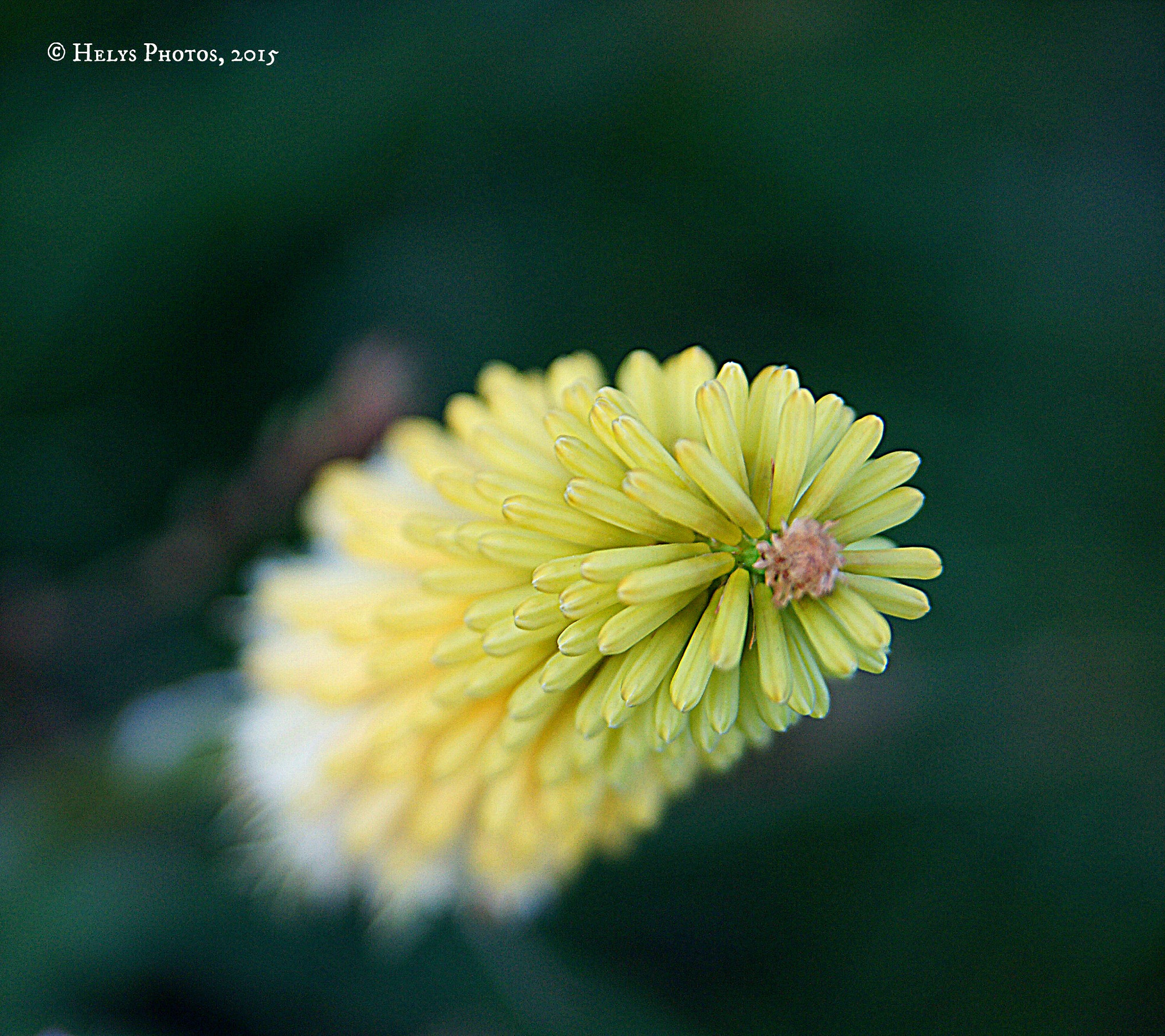 Sony Alpha DSLR-A850 sample photo. From flowers to sunset photography
