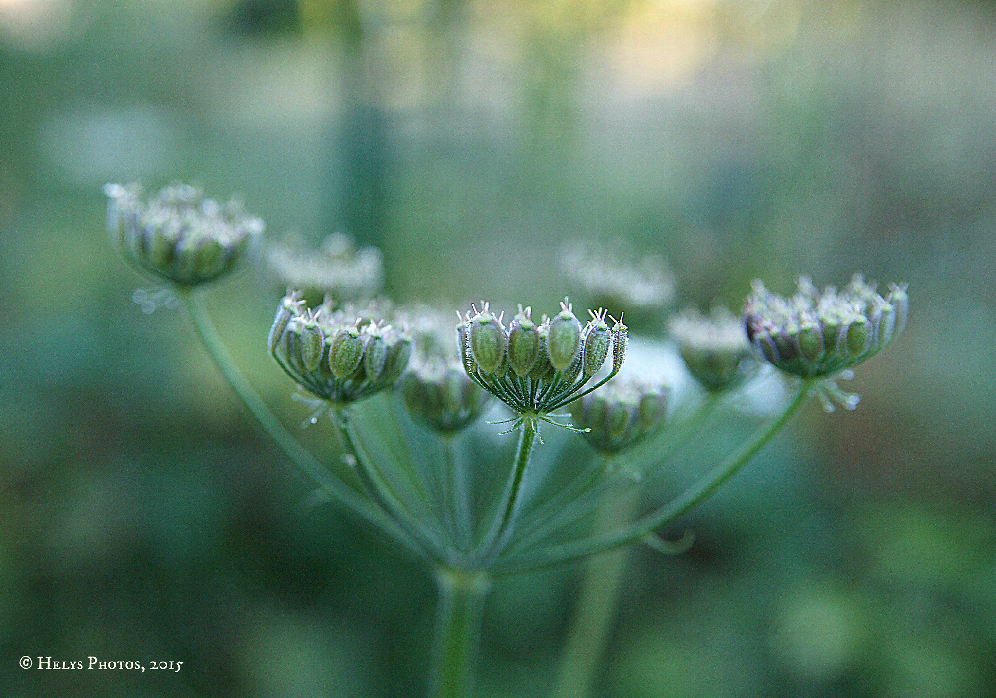 Sony Alpha DSLR-A850 sample photo. From flowers to sunset photography