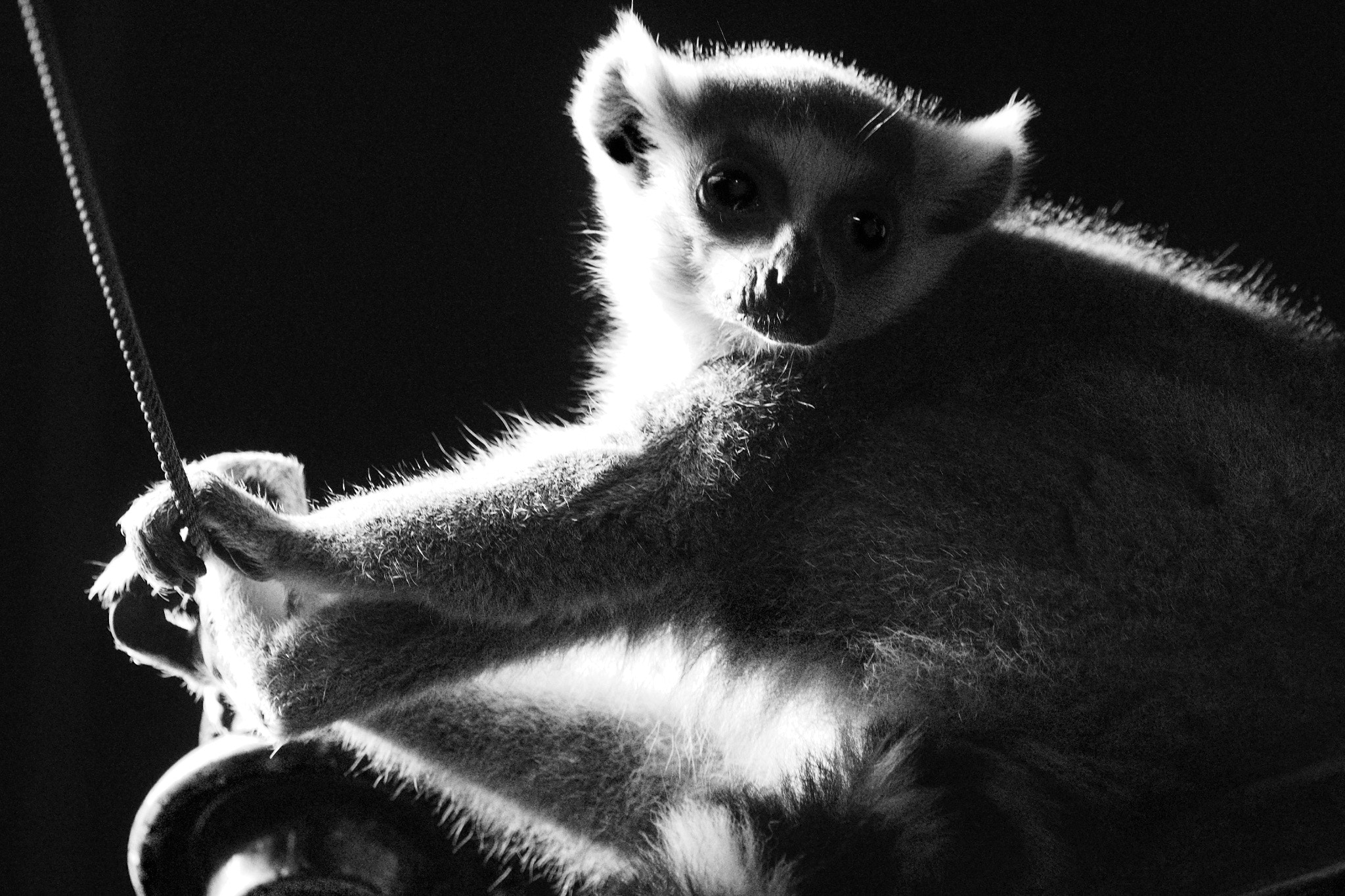 Olympus PEN-F + OLYMPUS M.300mm F4.0 sample photo. Lemur photography