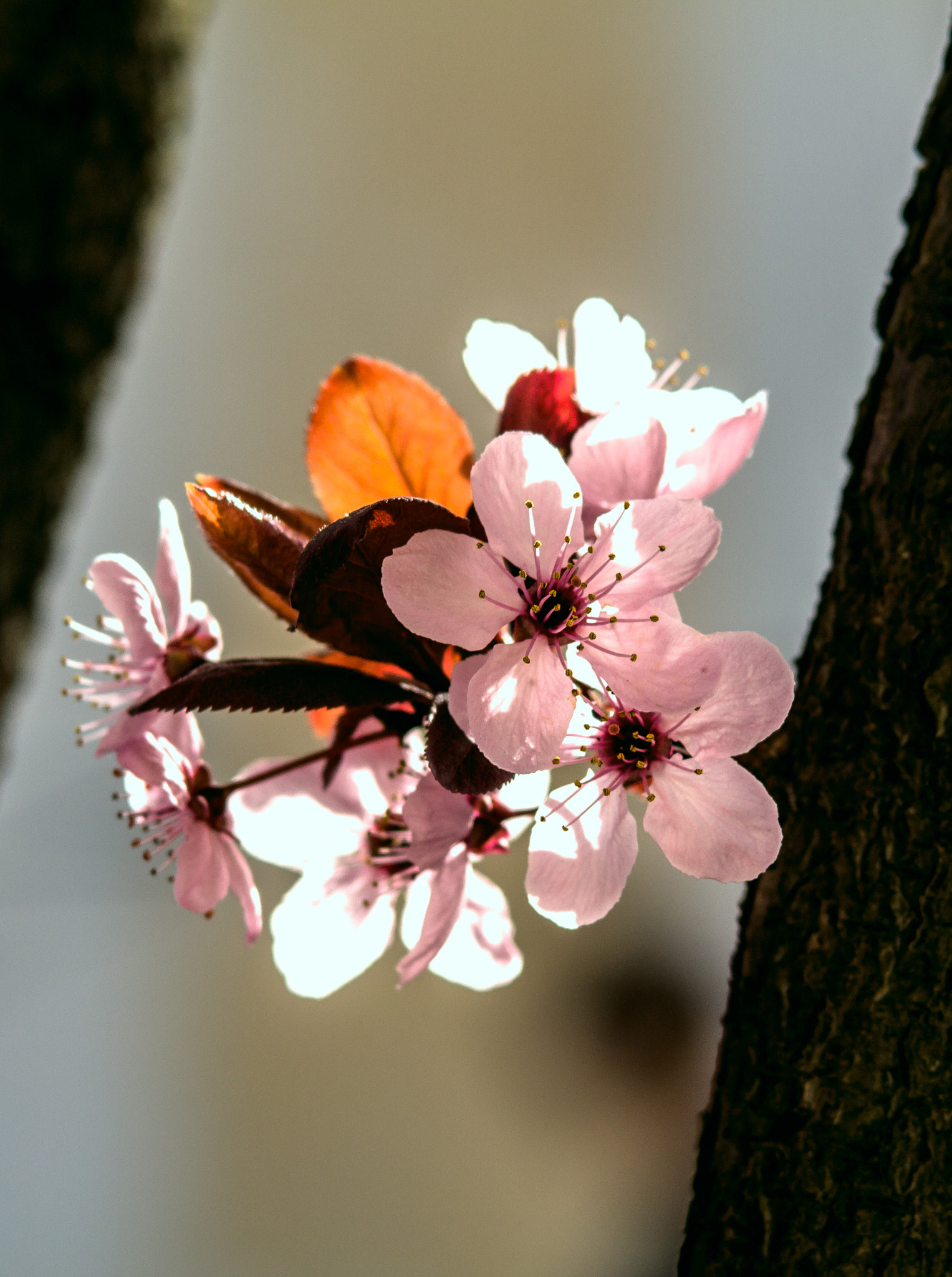 Canon EF 35-105mm f/3.5-4.5 sample photo. Laleleparc photography