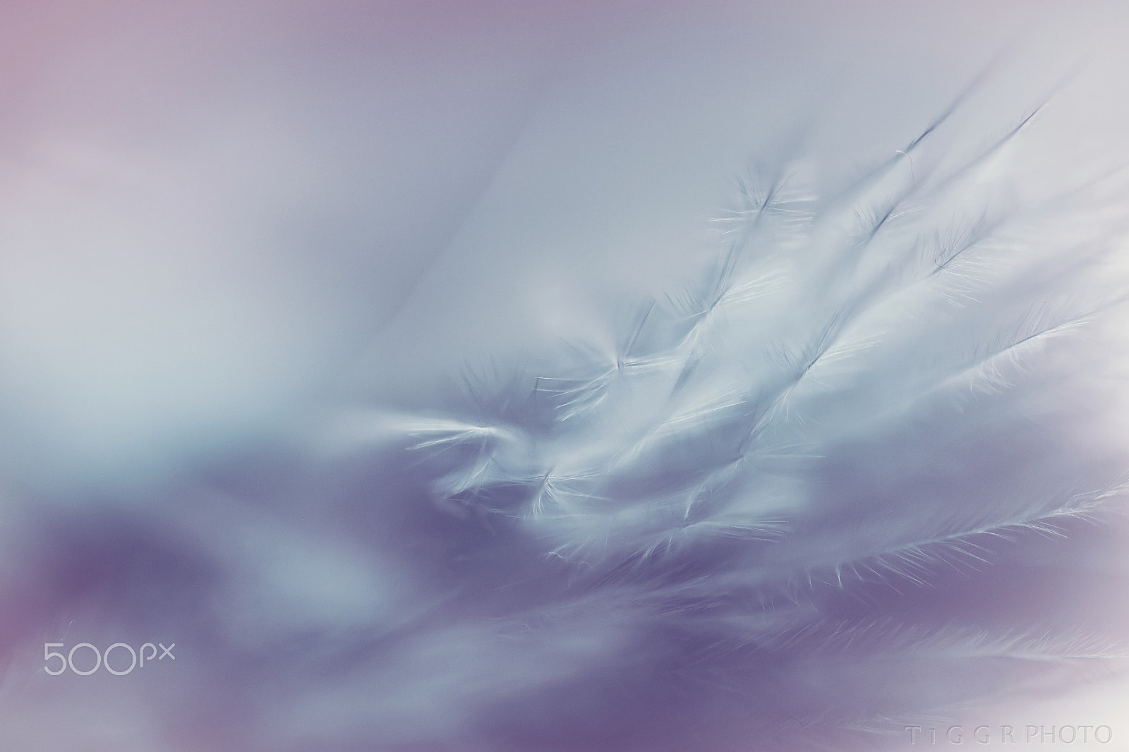 Samsung NX30 + Samsung NX 60mm F2.8 Macro ED OIS SSA sample photo. Soft abstract photography