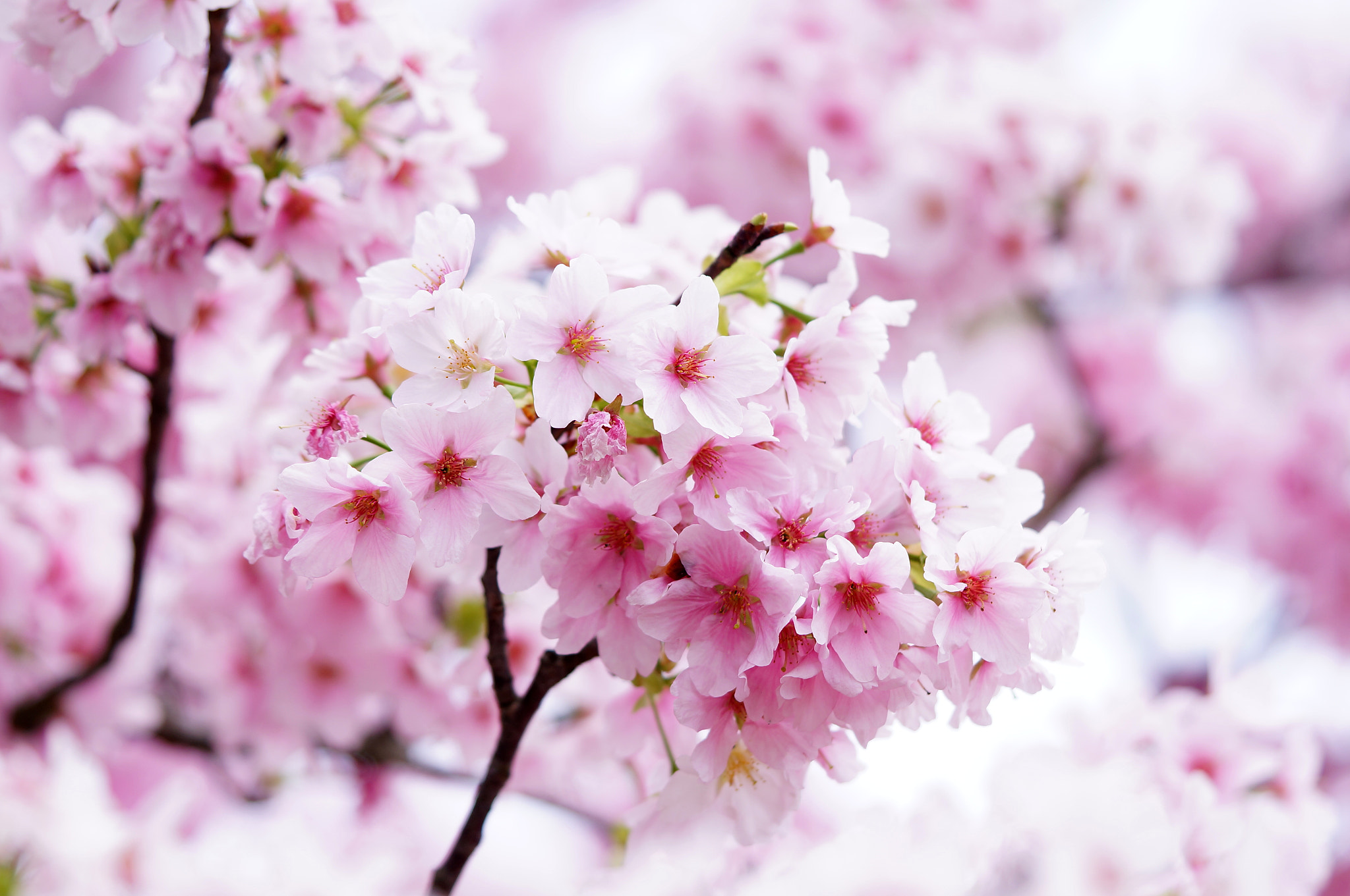 Sony Alpha NEX-6 + Sony FE 90mm F2.8 Macro G OSS sample photo. Cherry blossom photography