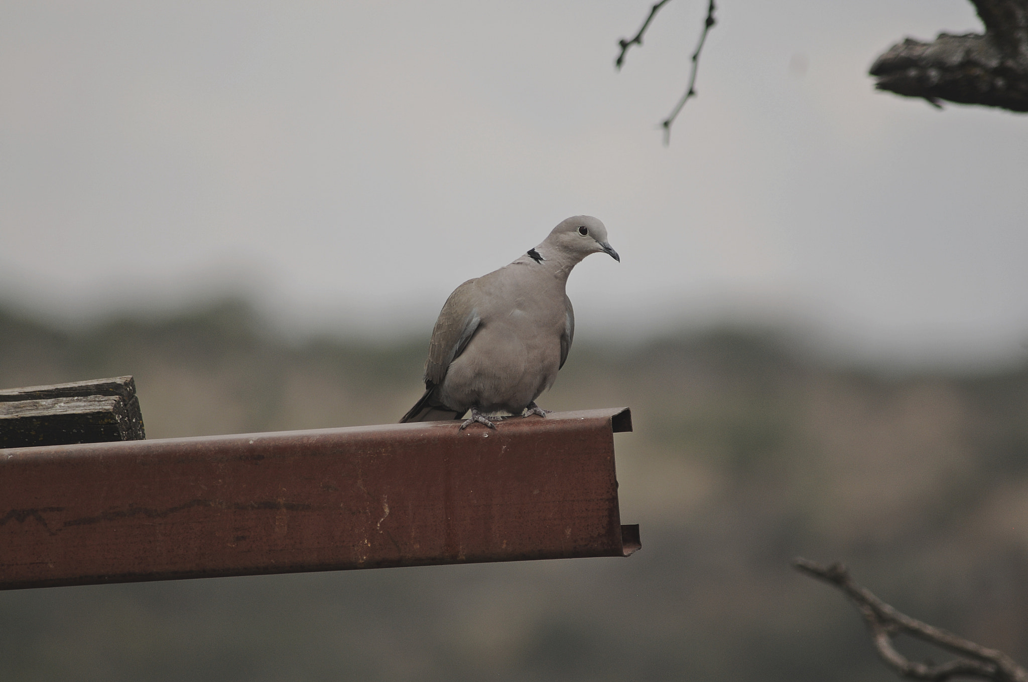 AF Zoom-Nikkor 70-300mm f/4-5.6D ED sample photo. Sct photography